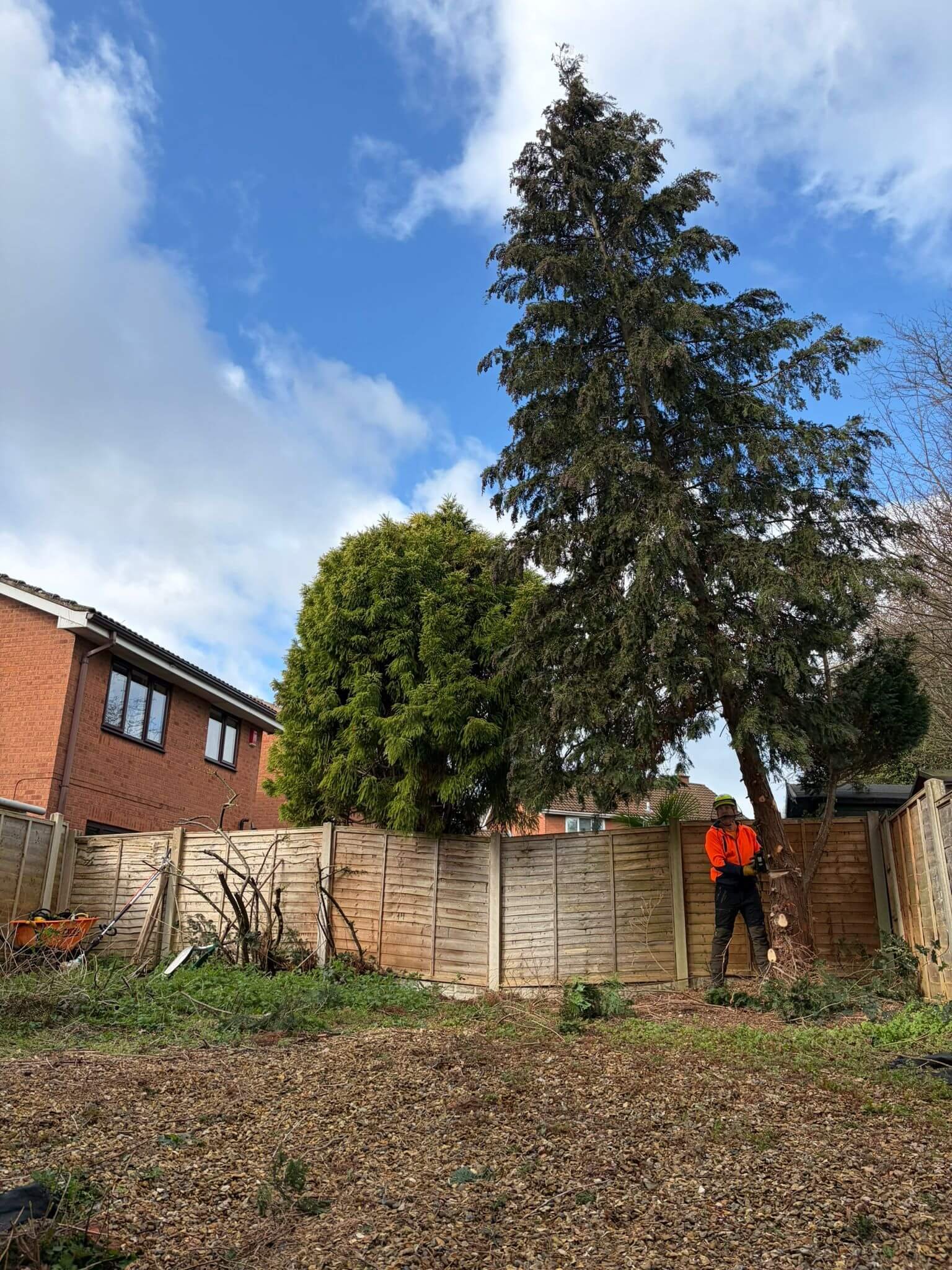 Fir-Tree-removal-in-TelfordPHOTO-2026-03-25-19-42-53 3.jpg