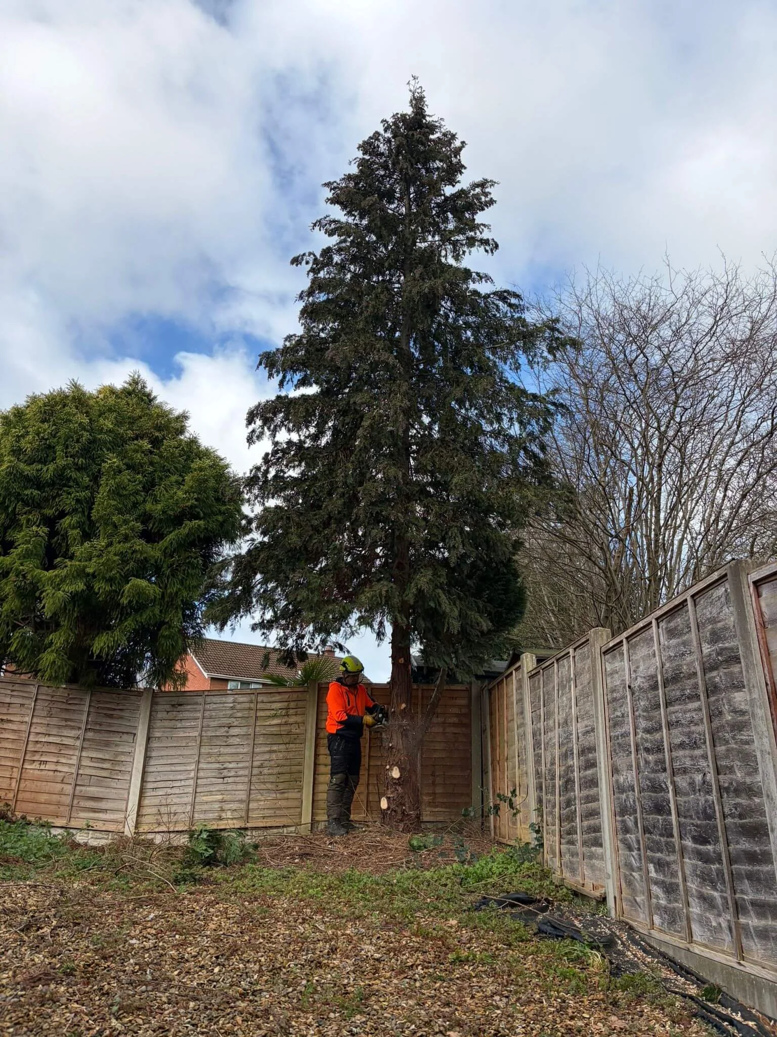 Fir-Tree-removal-in-TelfordPHOTO-2026-03-25-19-42-53 2.jpg