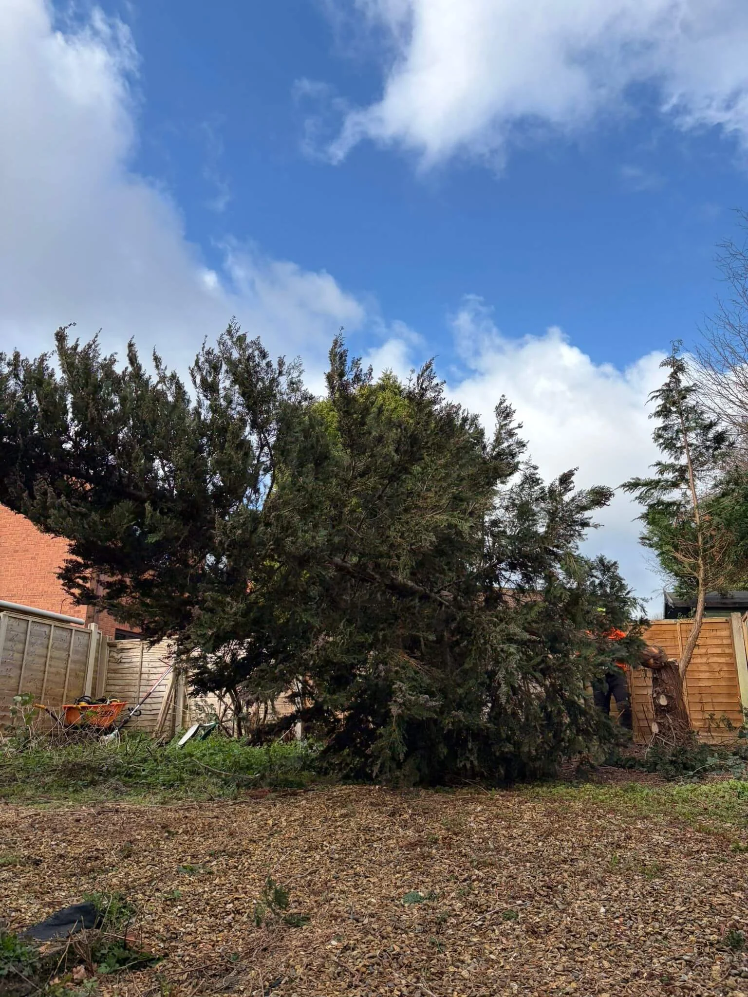 Fir-Tree-removal-in-TelfordPHOTO-2026-03-25-19-42-53 5.jpg
