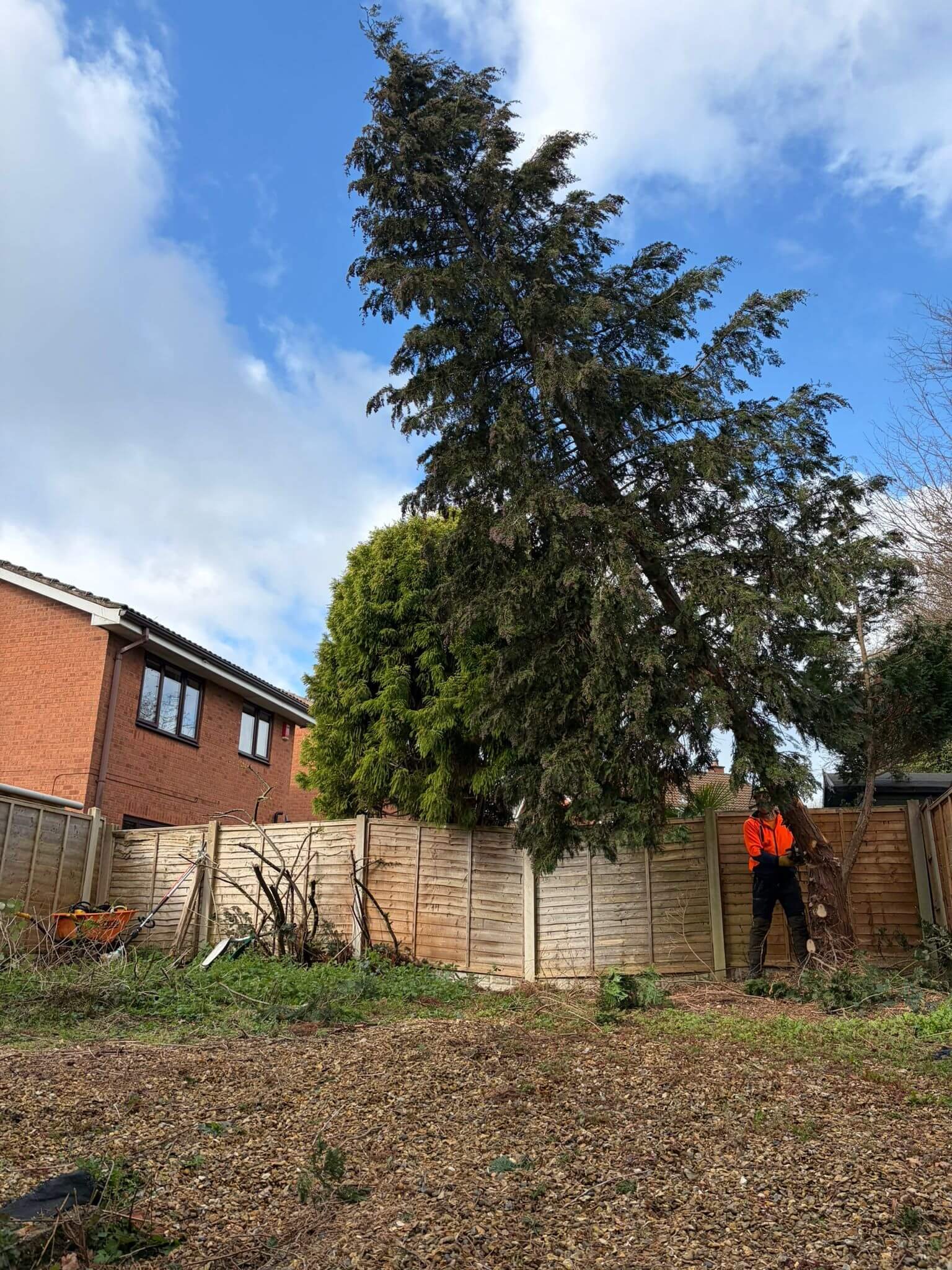 Fir-Tree-removal-in-TelfordPHOTO-2026-03-25-19-42-53 4.jpg