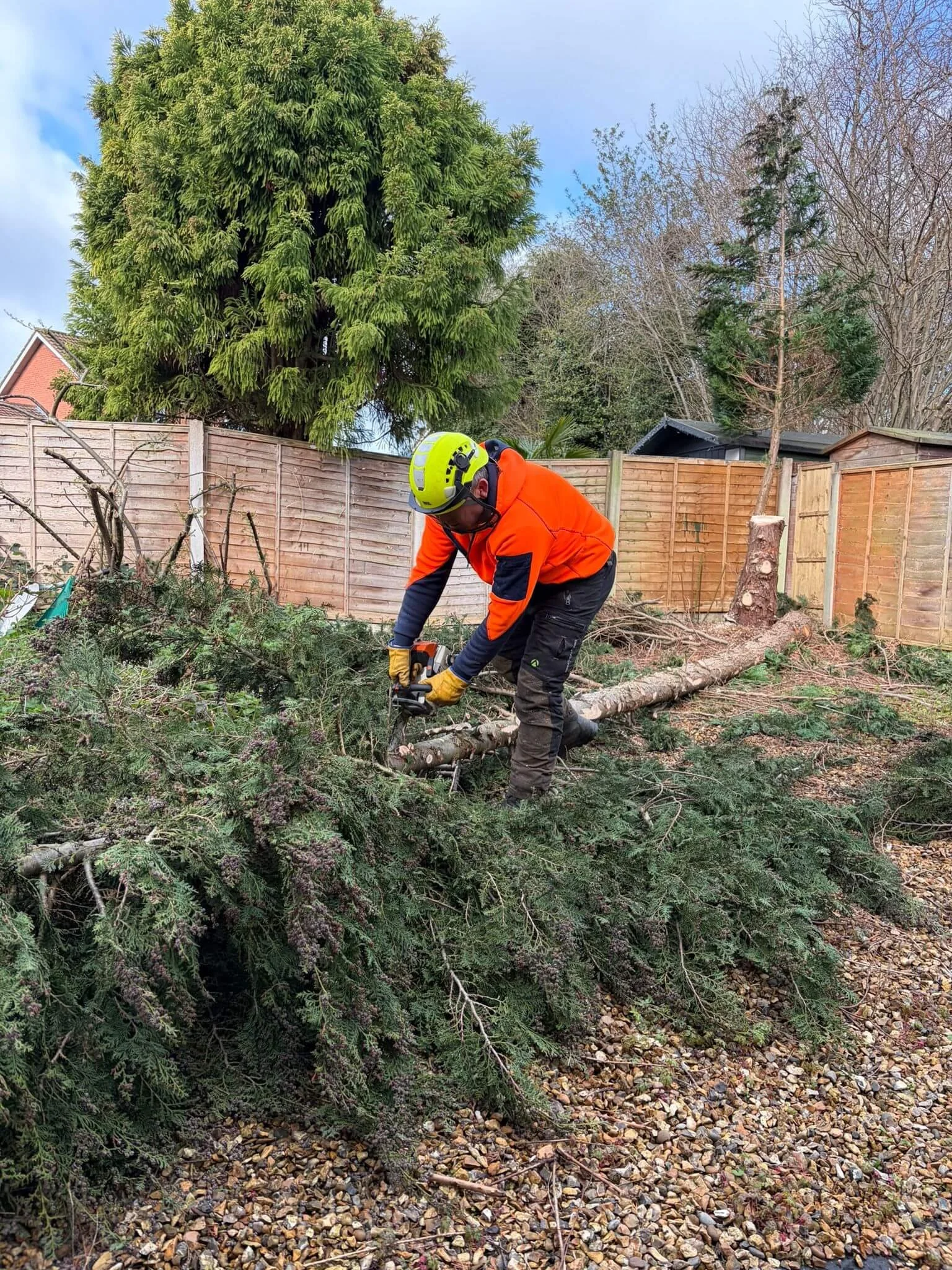 Fir-Tree-removal-in-TelfordPHOTO-2026-03-25-19-42-54 2.jpg