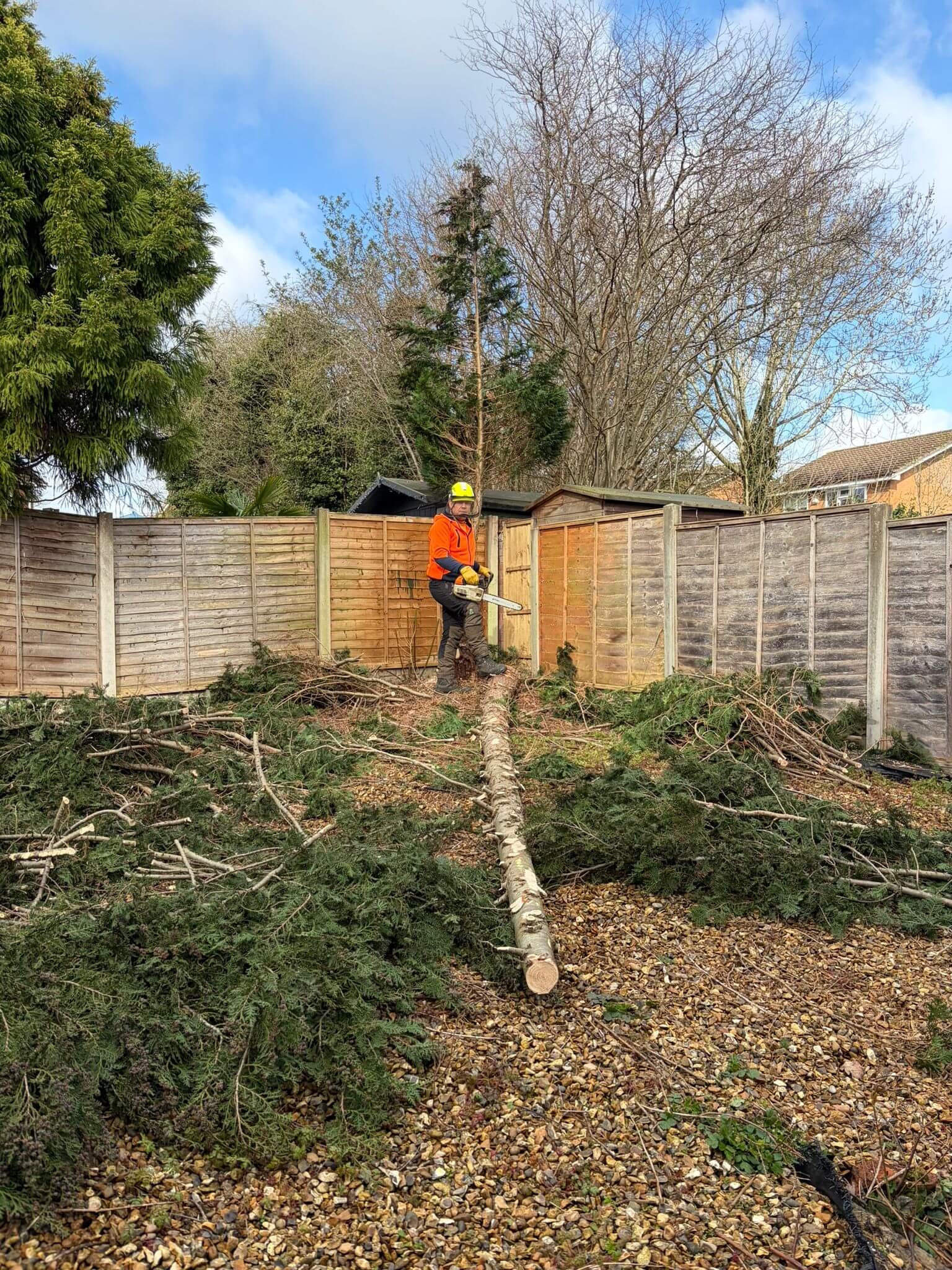Fir-Tree-removal-in-TelfordPHOTO-2026-03-25-19-42-54 4.jpg