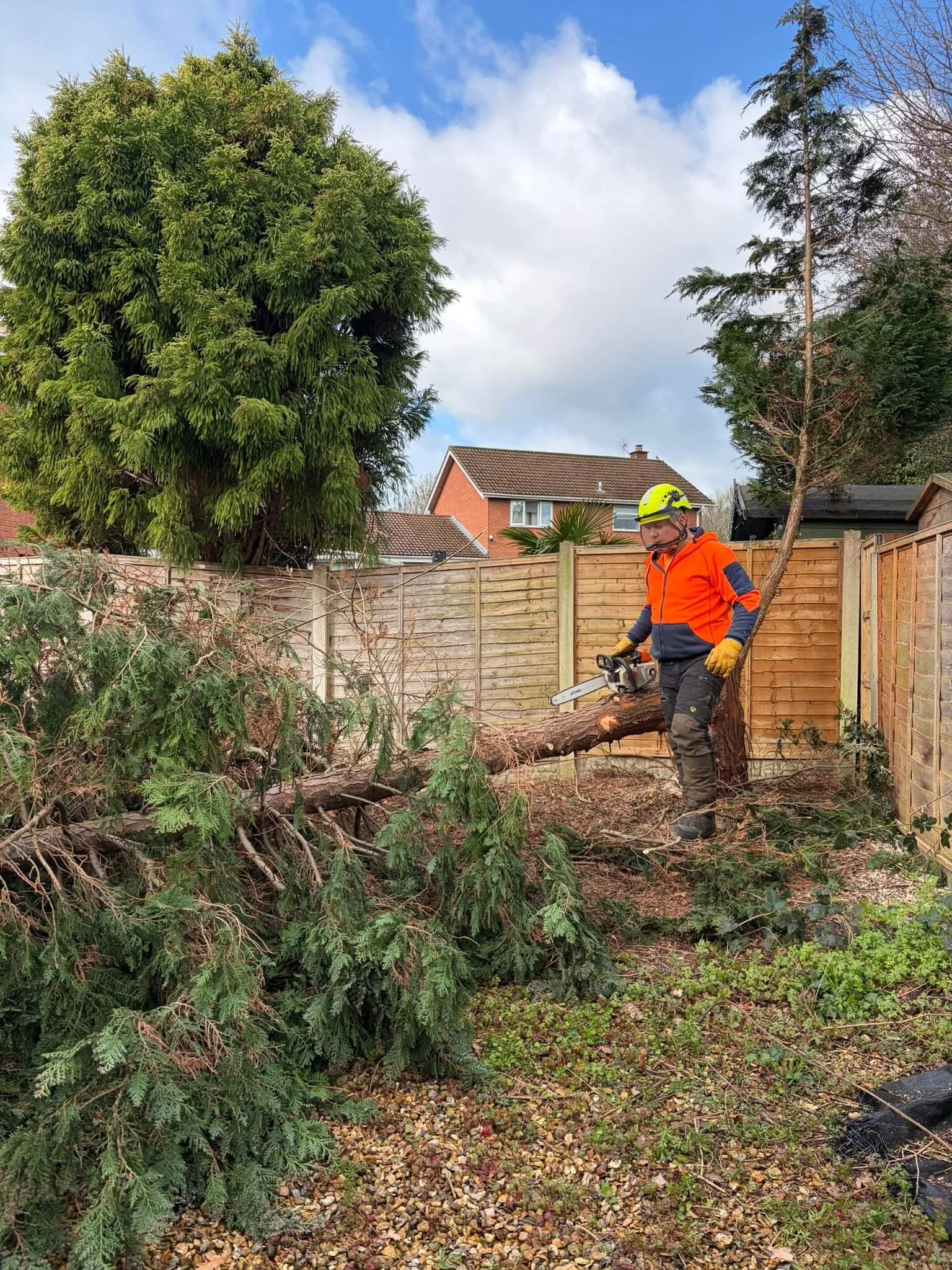 Fir-Tree-removal-in-TelfordPHOTO-2026-03-25-19-42-54.jpg
