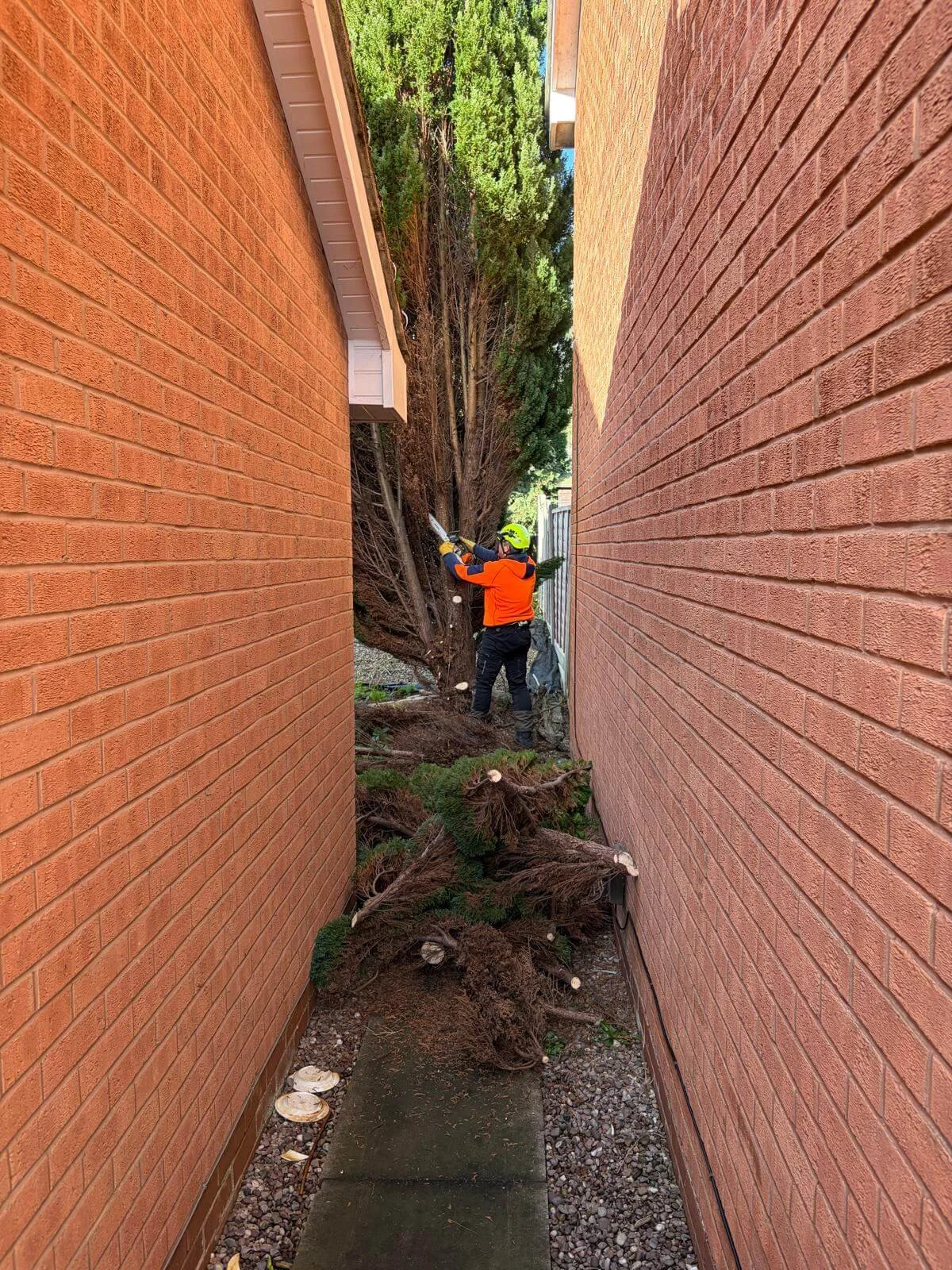 Fir-Tree-removal-in-TelfordPHOTO-2026-03-25-19-46-00 3.jpg