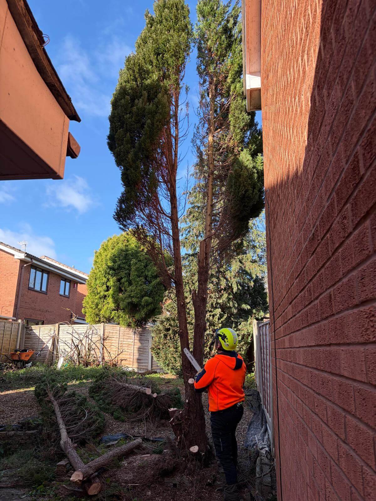 Fir-Tree-removal-in-TelfordPHOTO-2026-03-25-19-46-00 4.jpg