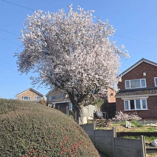 Cherry Blossom Tree Pruning