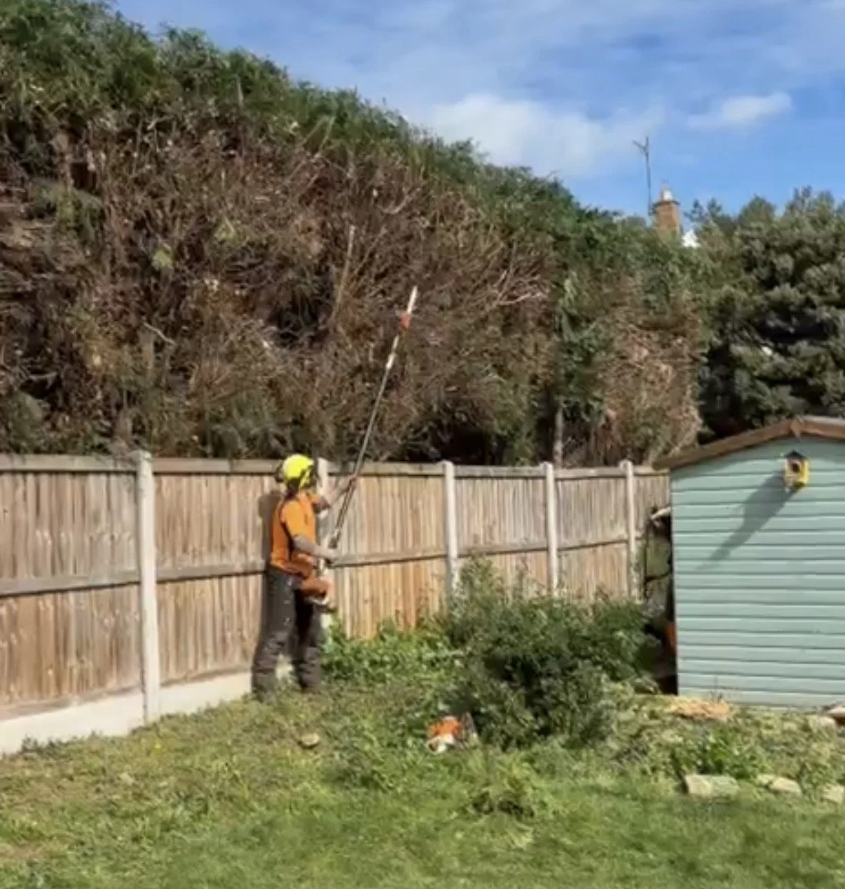 Conifer Hedge Reduction in Wellington, Telford