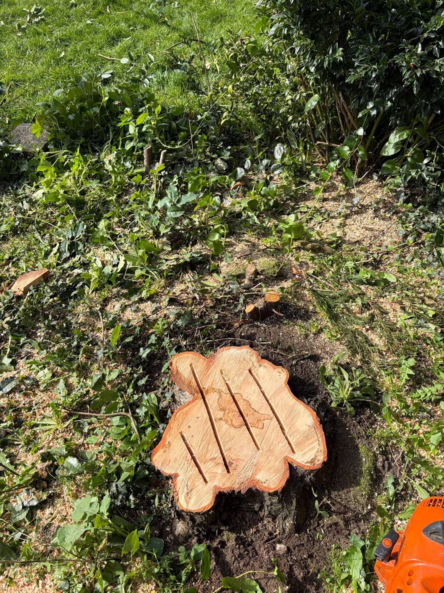 Laurel Tree Removal in Wellington, Telford to Prevent Root Damage