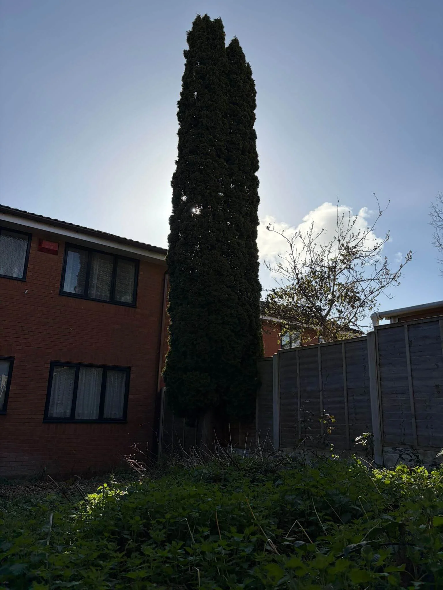 conifer-tree-removal-in-telfordPHOTO-2026-03-26-20-39-37 2.jpg