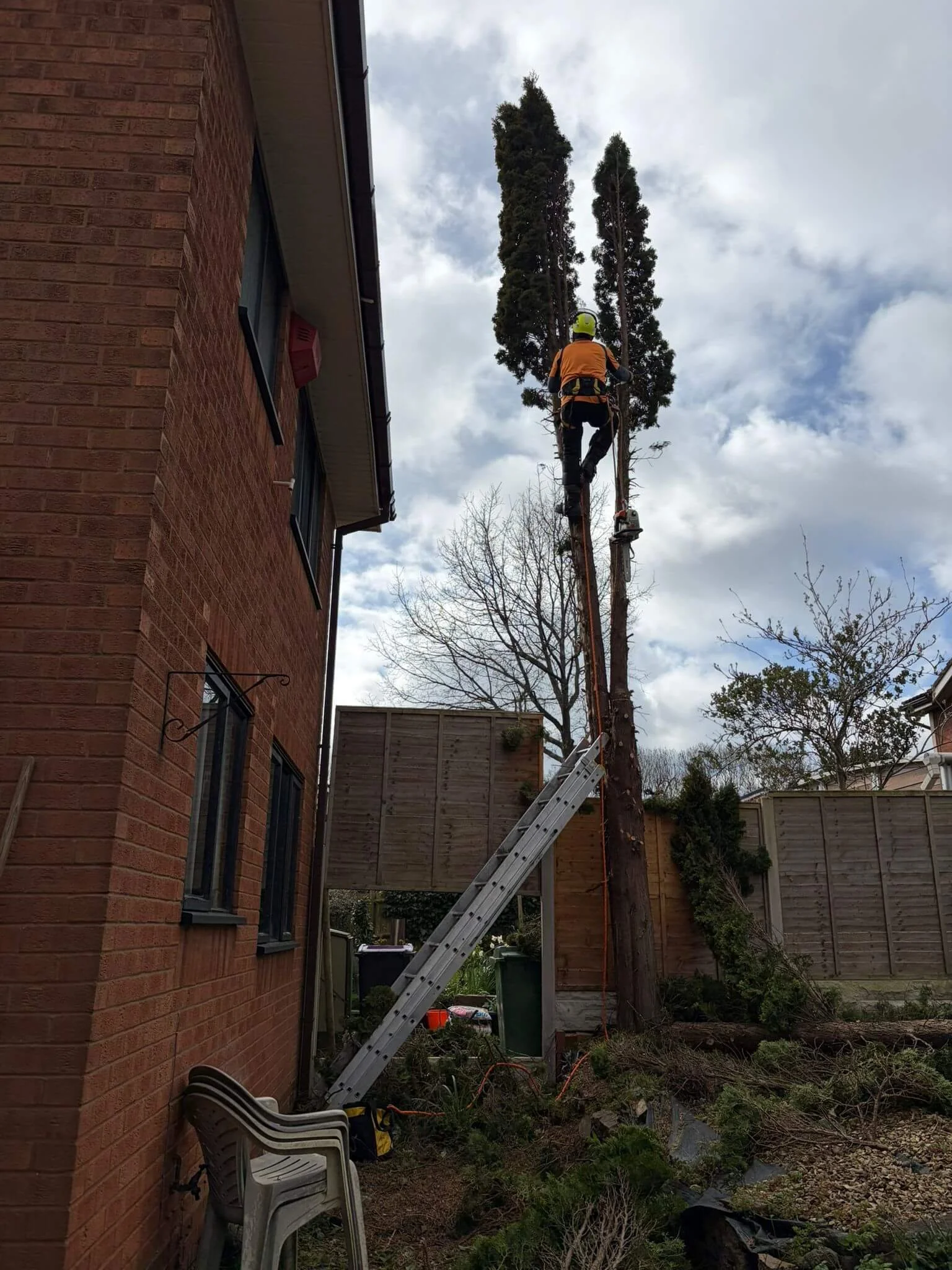 conifer-tree-removal-in-telfordPHOTO-2026-03-26-20-39-37 3.jpg