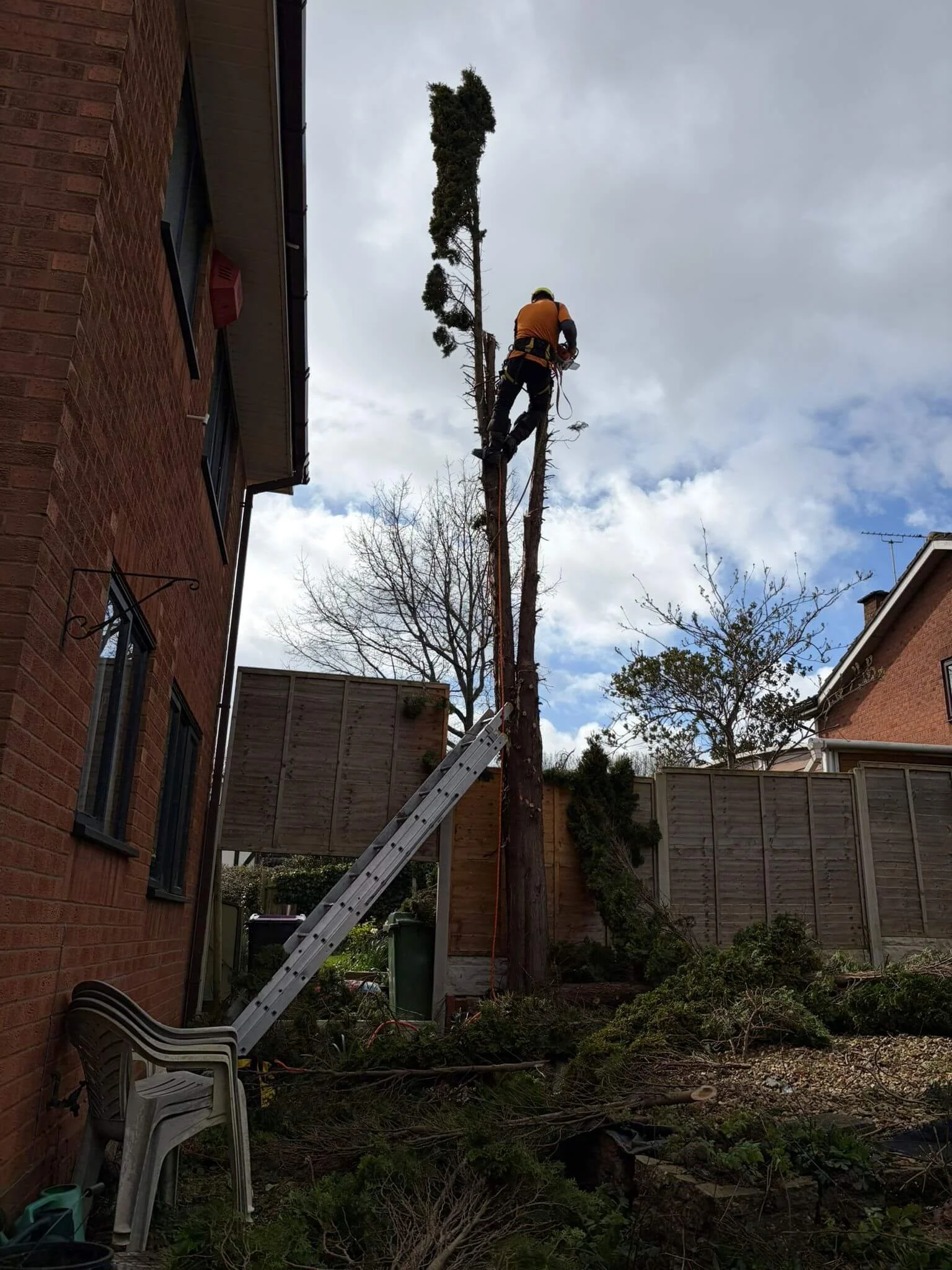 conifer-tree-removal-in-telfordPHOTO-2026-03-26-20-39-37 4.jpg