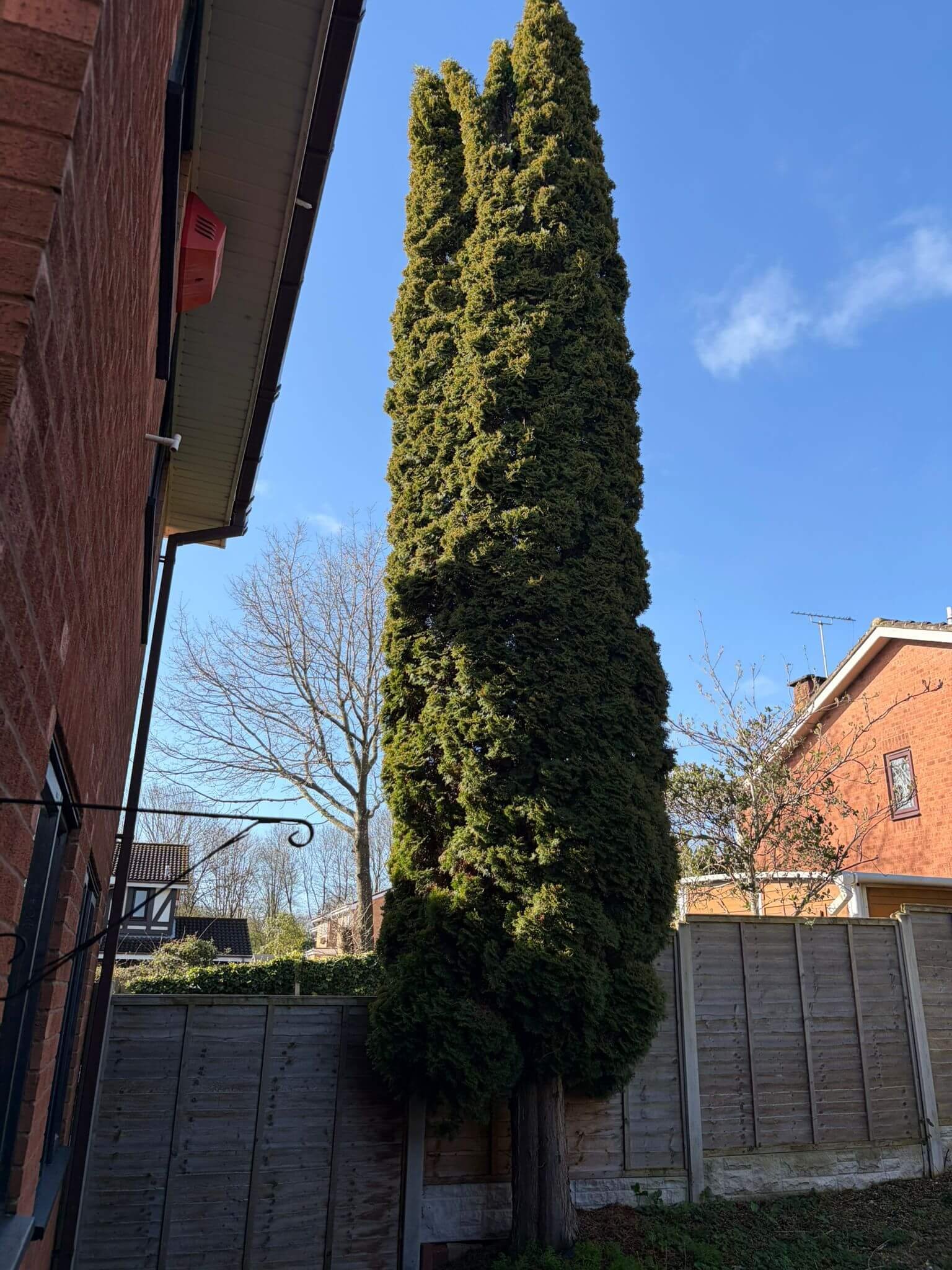 conifer-tree-removal-in-telfordPHOTO-2026-03-26-20-39-37.jpg