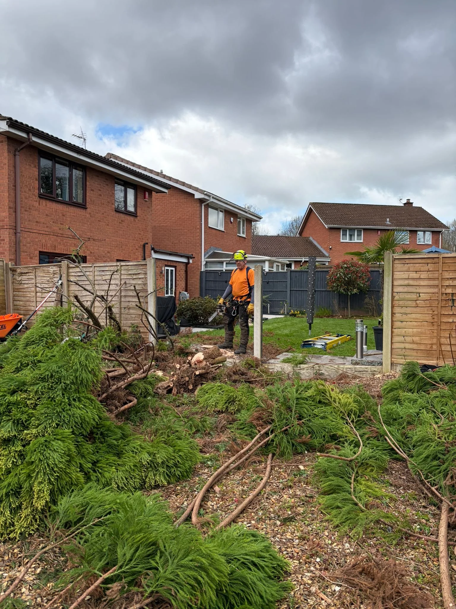 Dangerous Conifer Tree Removal in Wellington, Telford