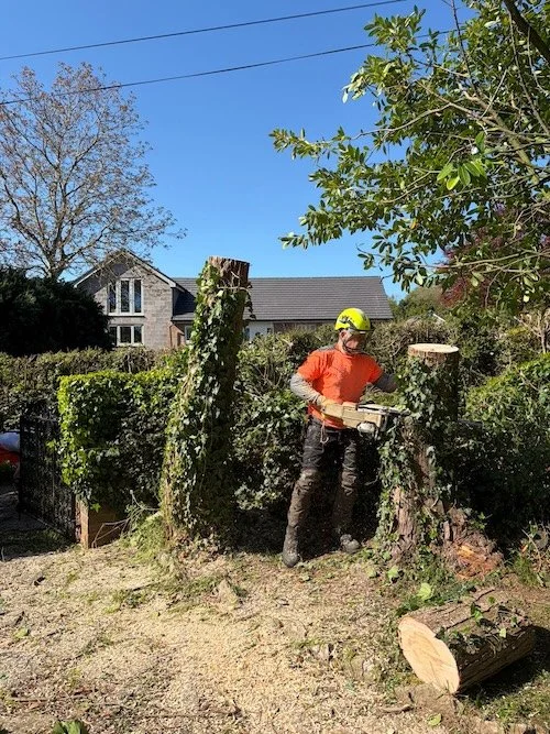 Dangerous Leaning Tree Removed in Oswestry