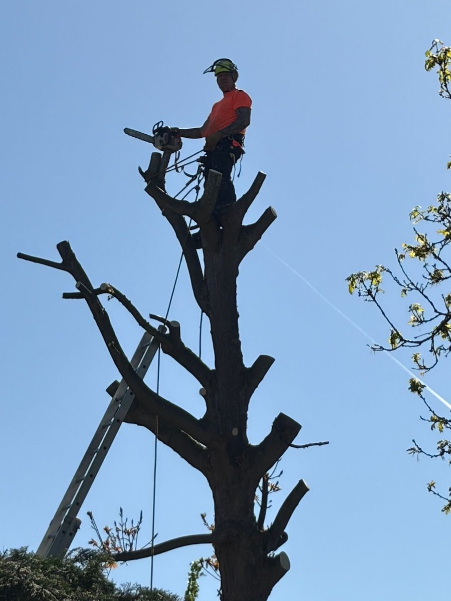 Tree Removal in Nescliffe, Shrewsbury