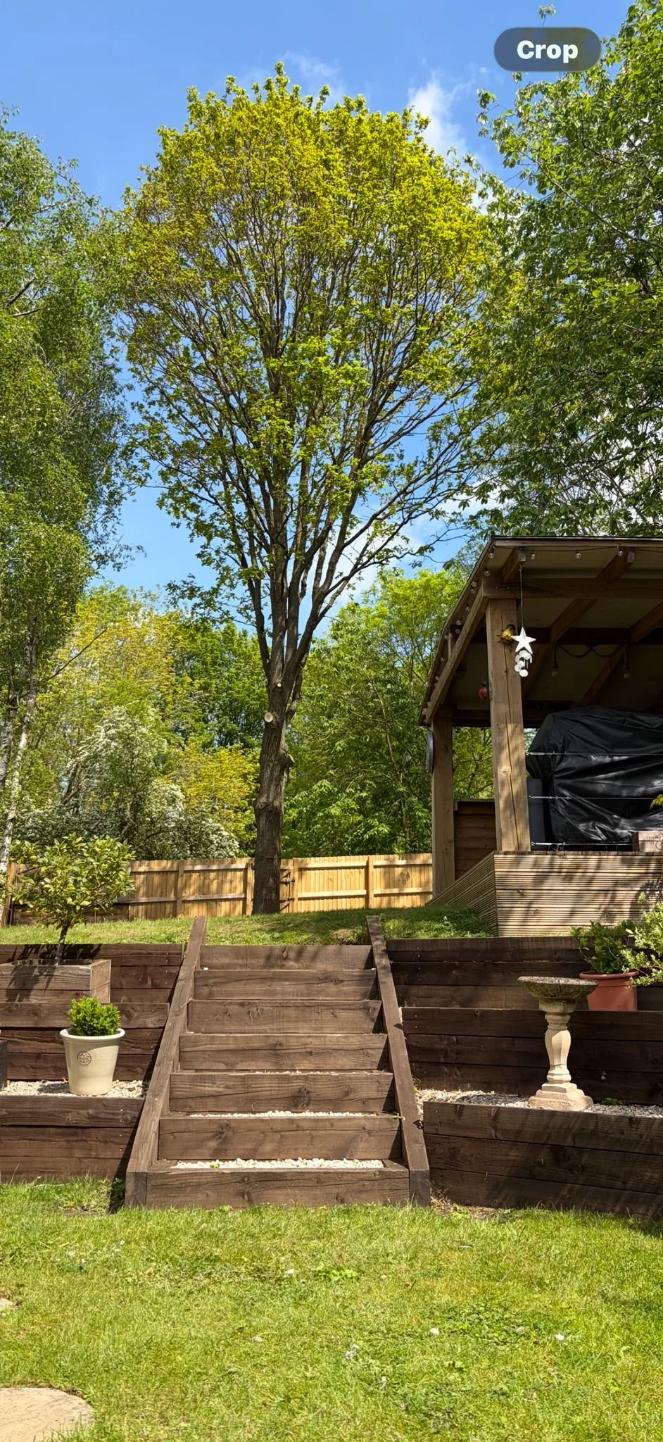 Crown Raise Tree Work in Telford