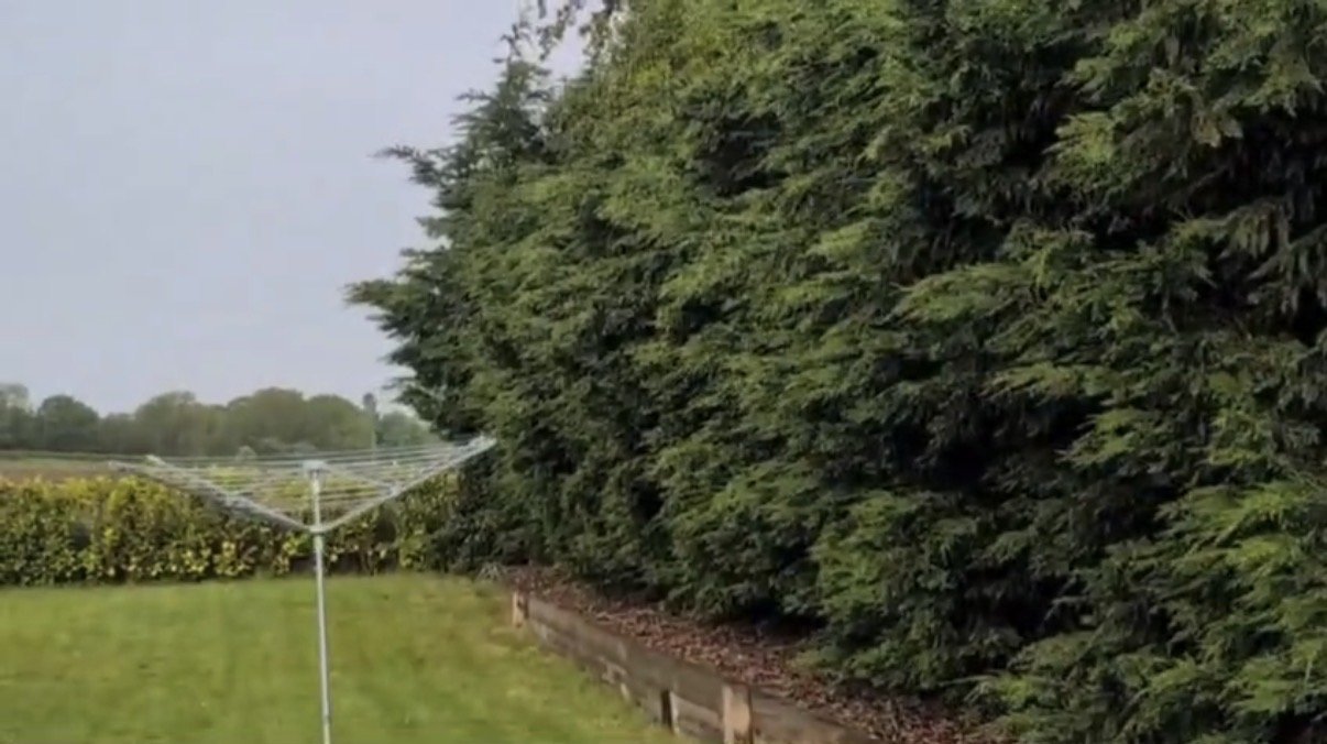 Large Conifer Hedge Reduction in Baschurch