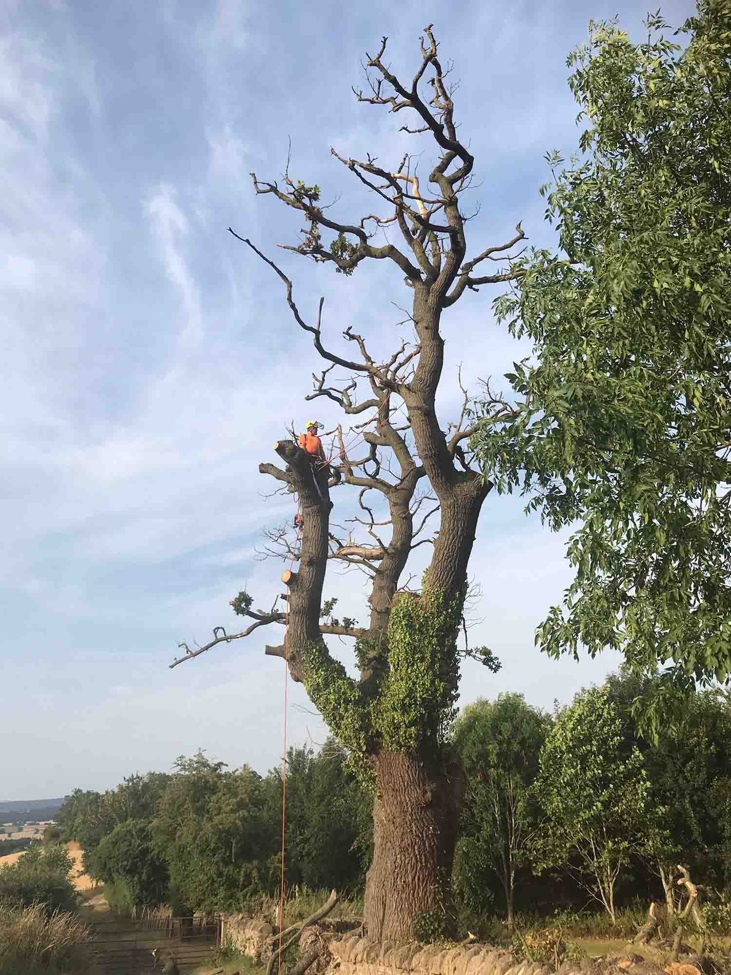 Shropshire Tree Surgeons | Woodpecker Tree Surgeons