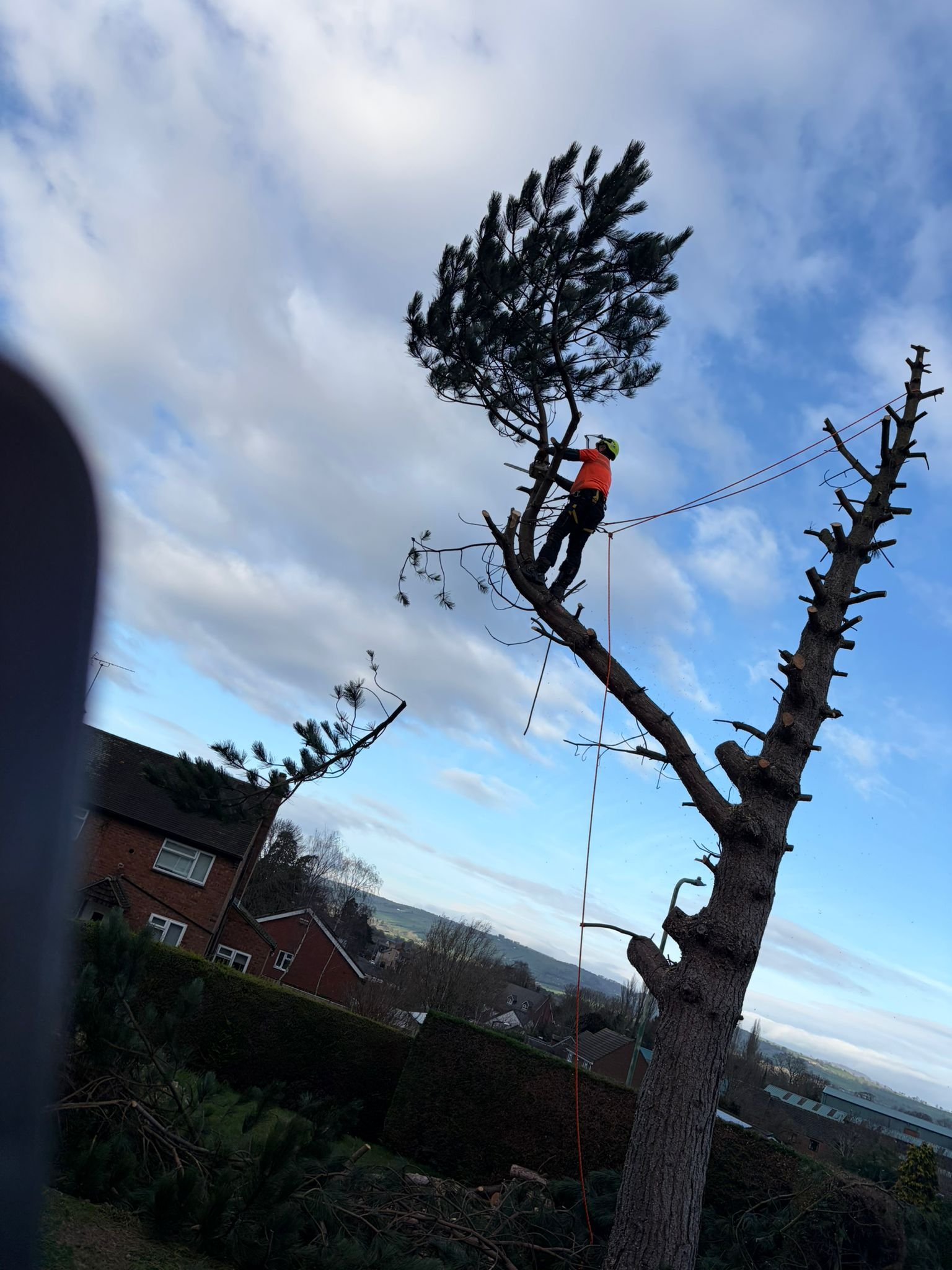 woodpecker-tree-surgeons-in-shropshire-cutting-trees-down-and-pruningPHOTO-2026-03-16-19-36-36 2.jpg
