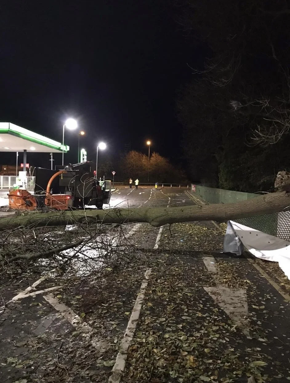 fallen-tree-woodpecker-tree-surgeons-in-shropshire-cutting-trees-down-and-pruningIMG_0120 2.jpg