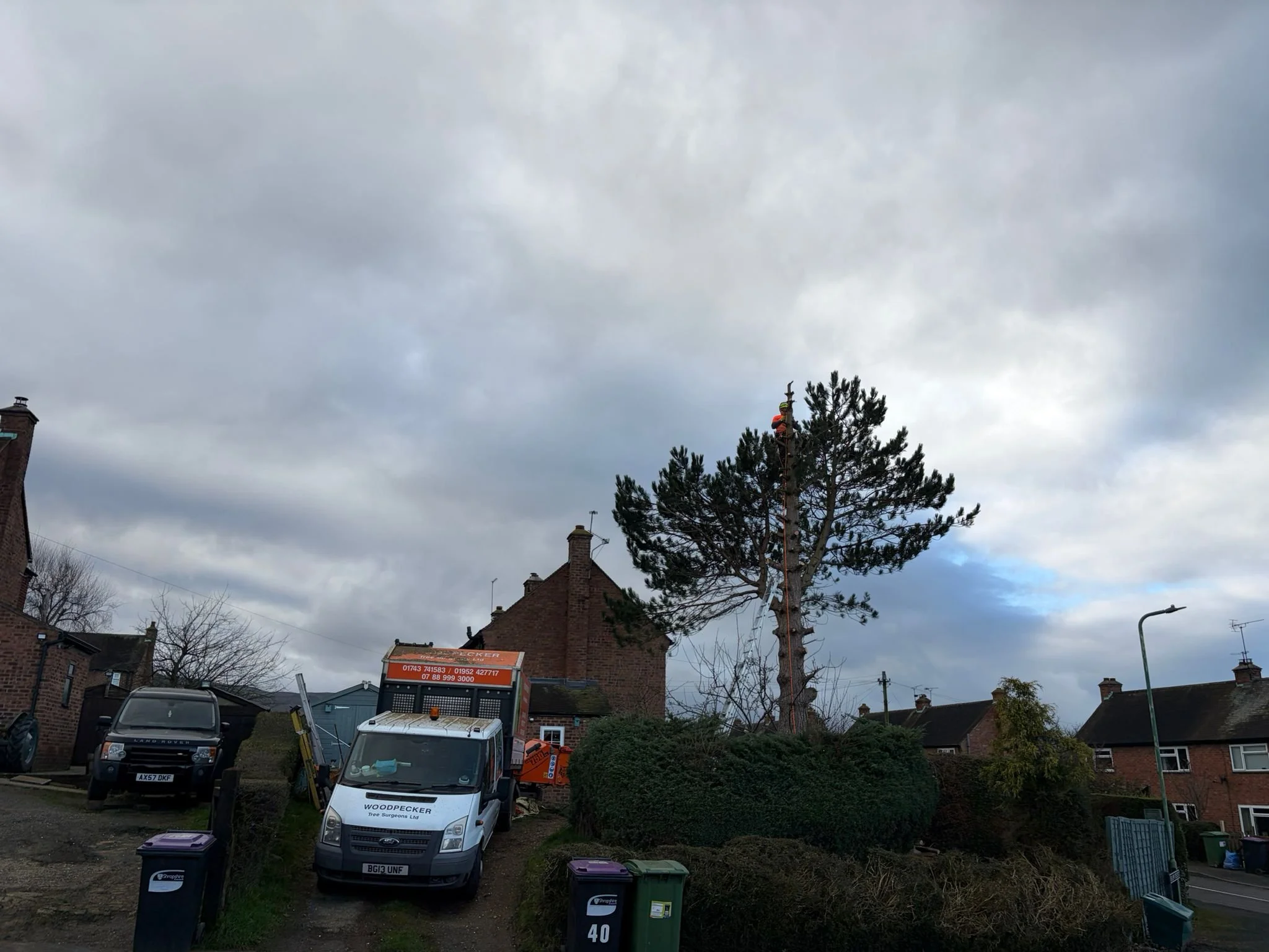 woodpecker-tree-surgeons-in-shropshire-cutting-trees-down-and-pruningPHOTO-2026-03-16-19-36-36 3.jpg