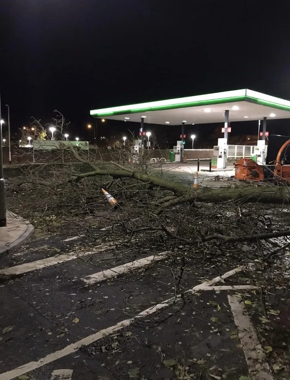 fallen-tree-woodpecker-tree-surgeons-in-shropshire-cutting-trees-down-and-pruningIMG_0119 2.jpg