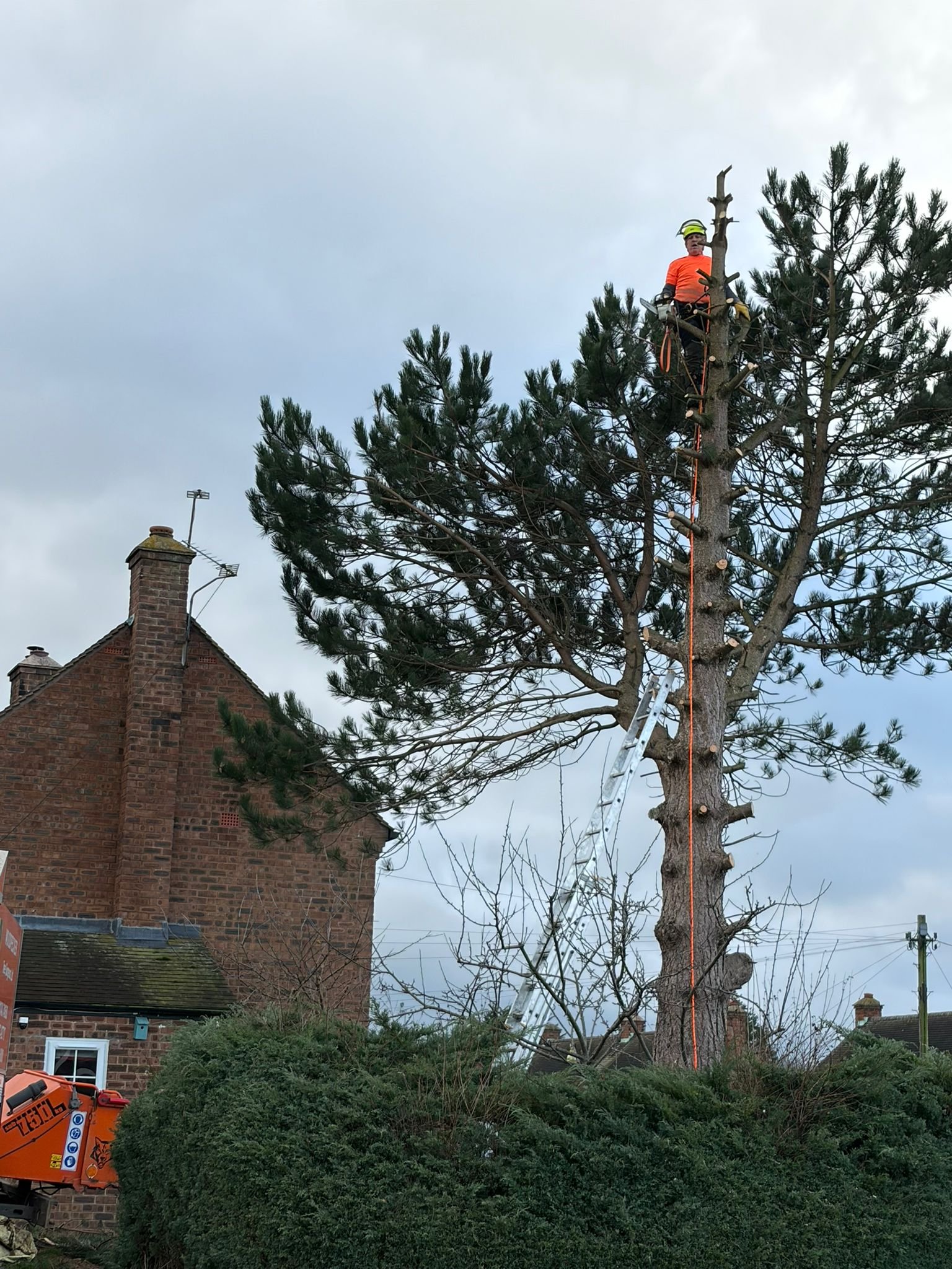 woodpecker-tree-surgeons-in-shropshire-cutting-trees-down-and-pruningPHOTO-2026-03-16-19-36-36.jpg