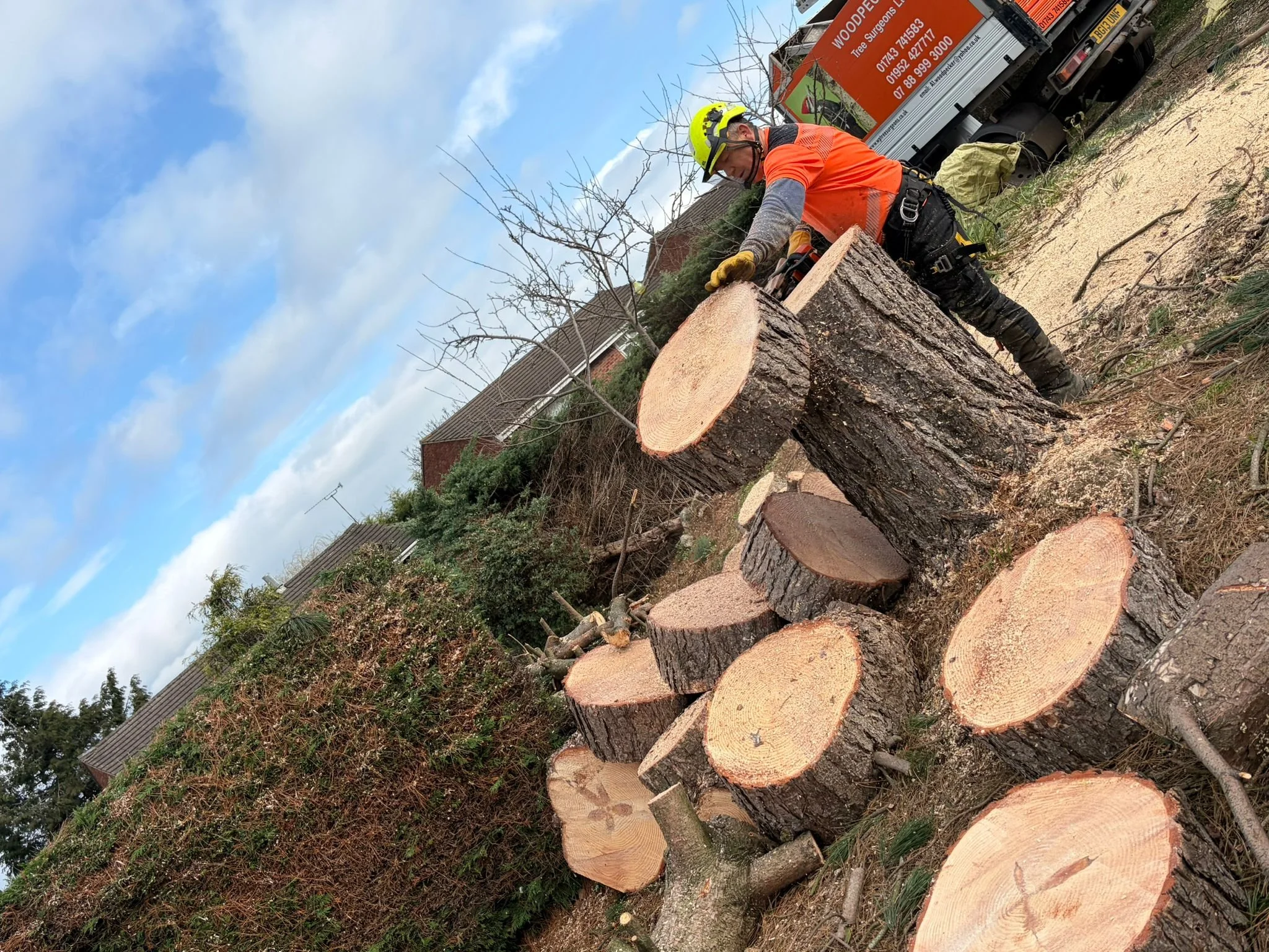 woodpecker-tree-surgeons-in-shropshire-cutting-trees-down-and-pruningPHOTO-2026-03-16-19-36-37.jpg