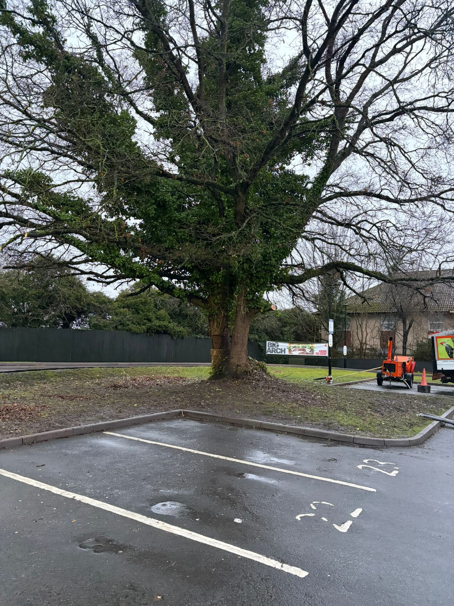 woodpecker-tree-surgeons-in-shropshire-cutting-trees-down-and-pruningPHOTO-2026-03-16-19-39-42 4.jpg