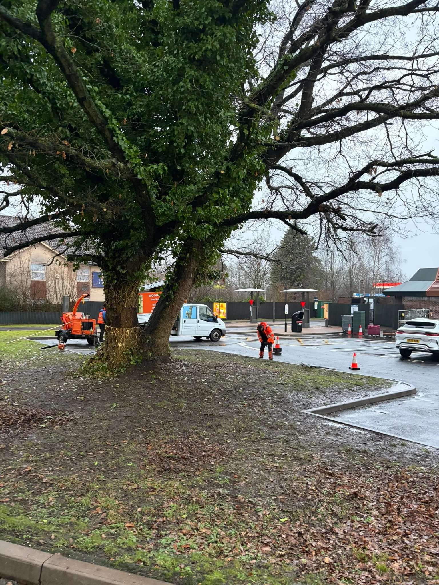 woodpecker-tree-surgeons-in-shropshire-cutting-trees-down-and-pruningPHOTO-2026-03-16-19-39-42 5.jpg