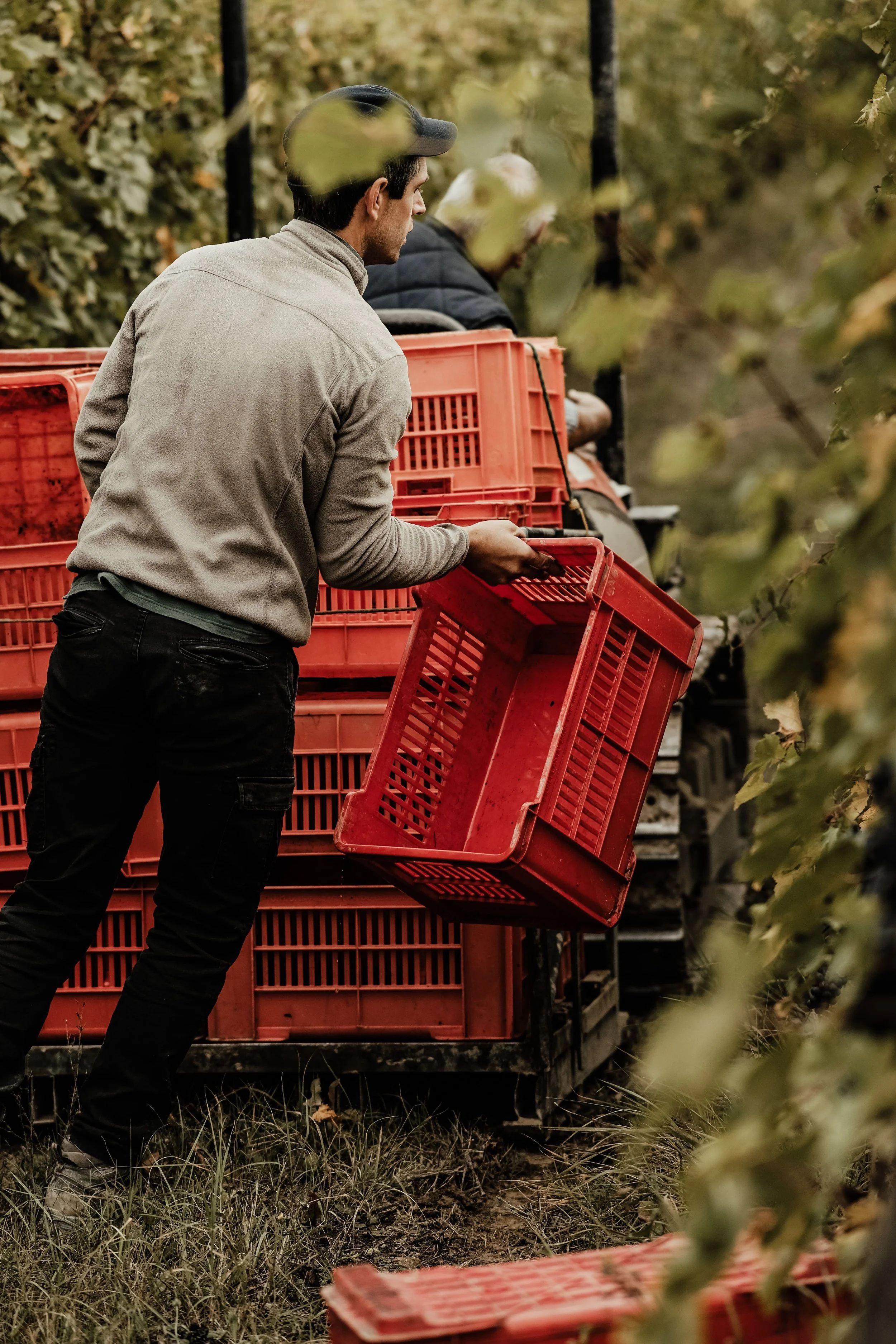 Weinlese bei Cascina delle Rose: Ein Mann trägt eine rote Erntekiste durch den Weinberg