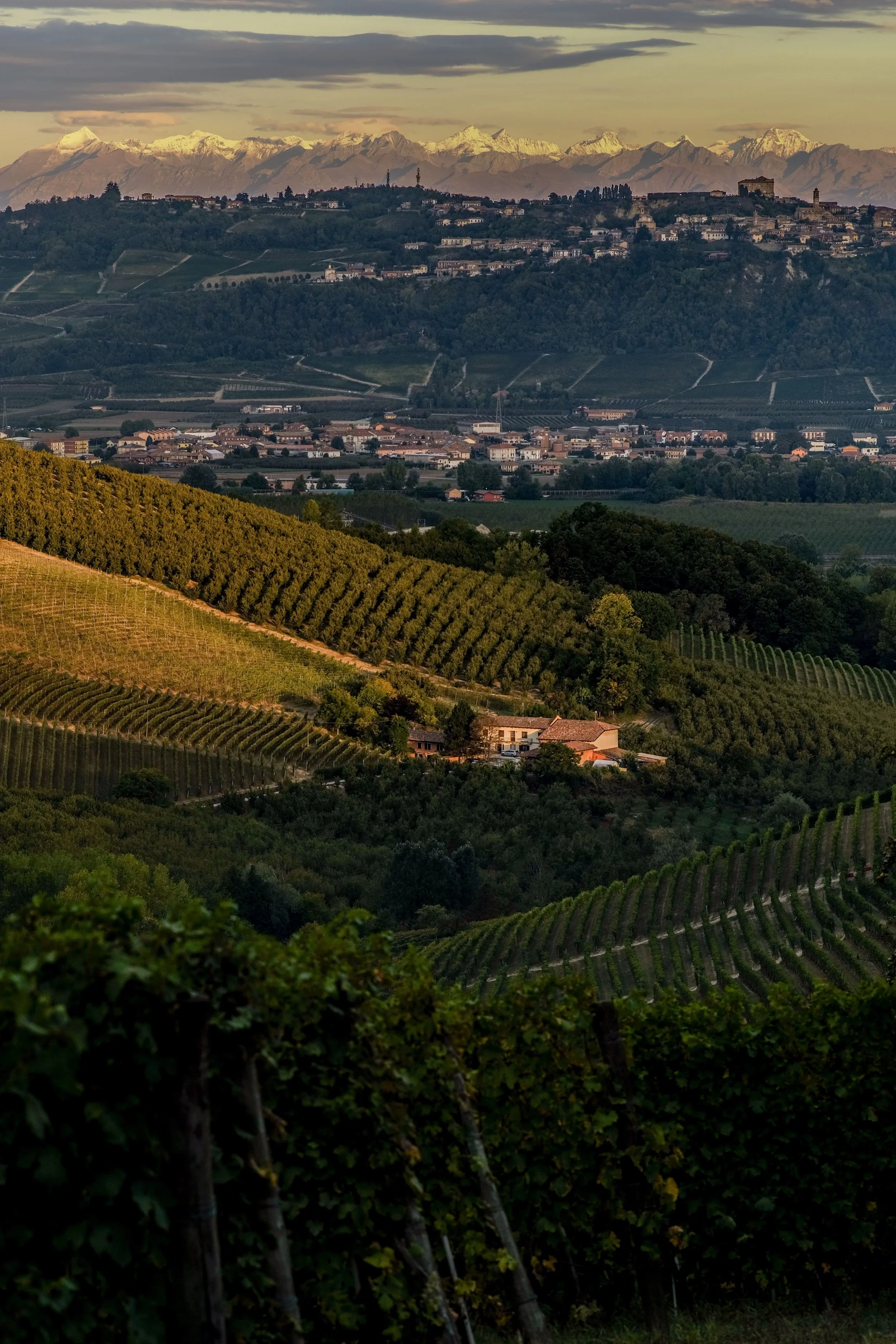 Weinberge rund um Barbaresco in warmem Abendlicht, im Hintergrund Hügel und Berge