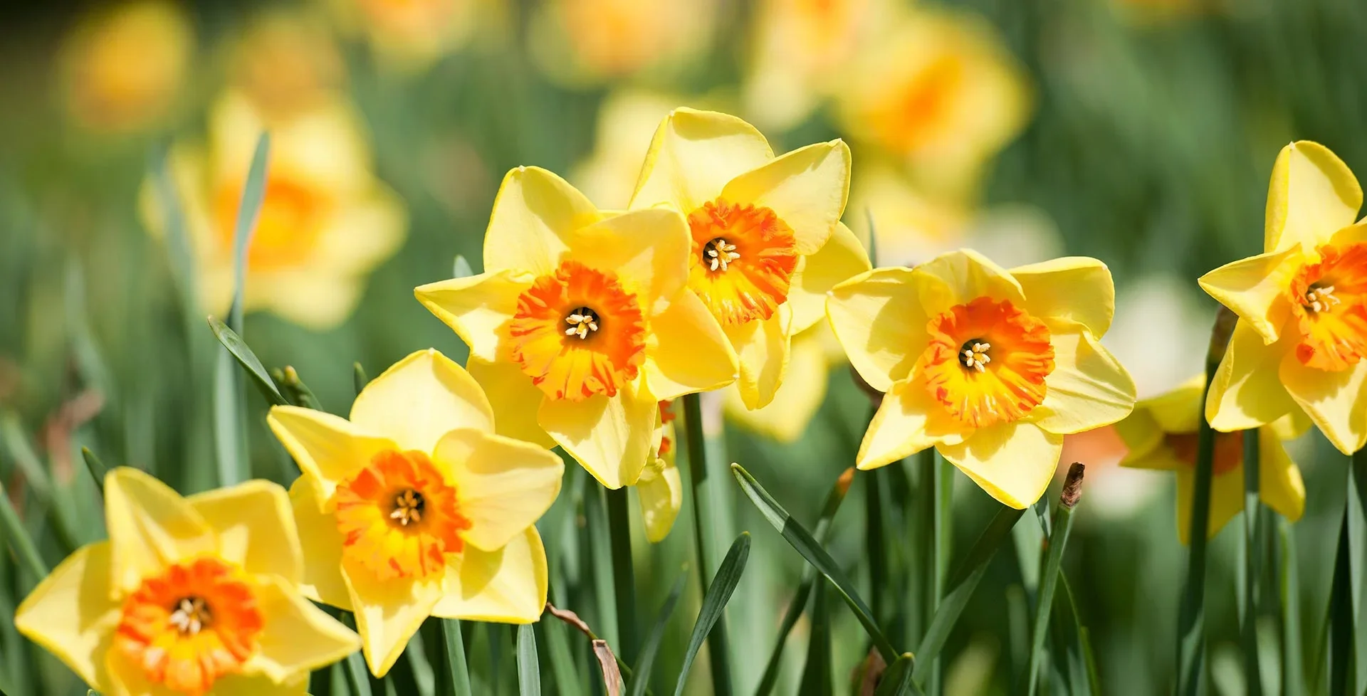 daffodils-desktop-hero-1920x978.webp