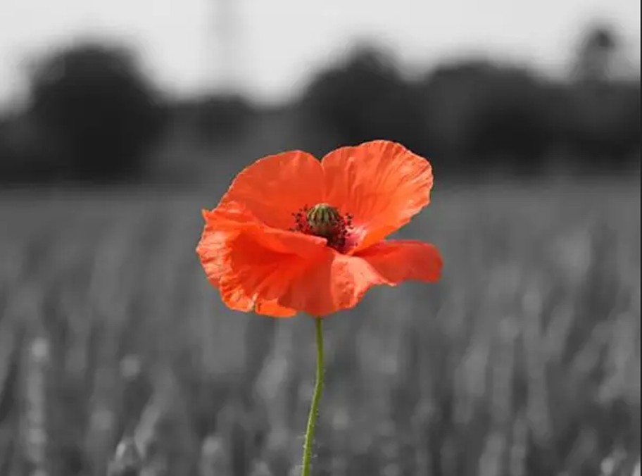 Concert for Remembrance 