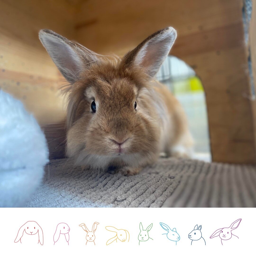 One of the aims of this festival is to advocate for rabbits and their requirements as a species. 

The basis for these welfare requirements is the Five Welfare Needs. 

The first, is the need for a suitable environment. For rabbits this means having 