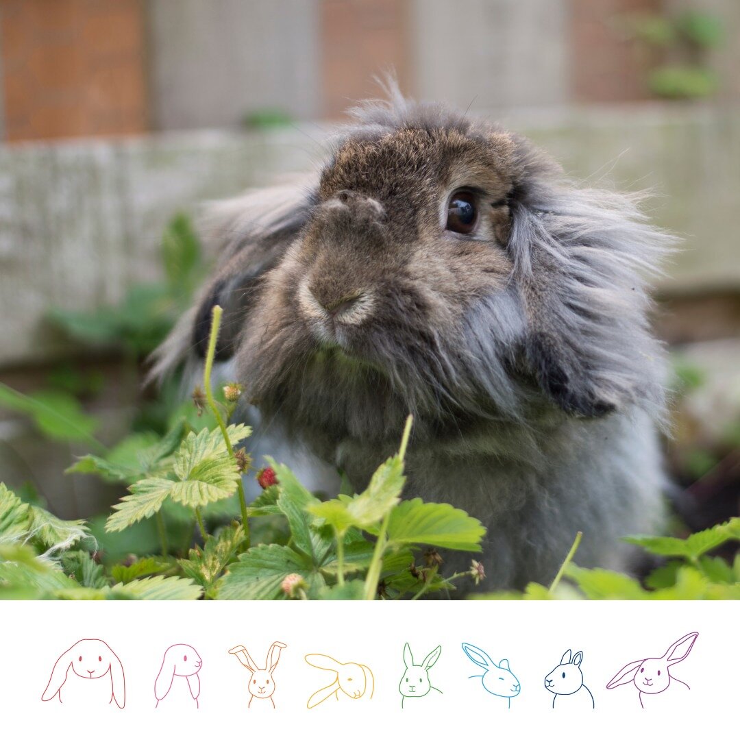 The need for a suitable diet is our next welfare requirement which is set out by the Animal Welfare Act 2006. 

For rabbits, this means a diet of 85% hay or grass, 10% greens and 5% pellets.

Brassicas and fruit are a treat and should be fed very spa