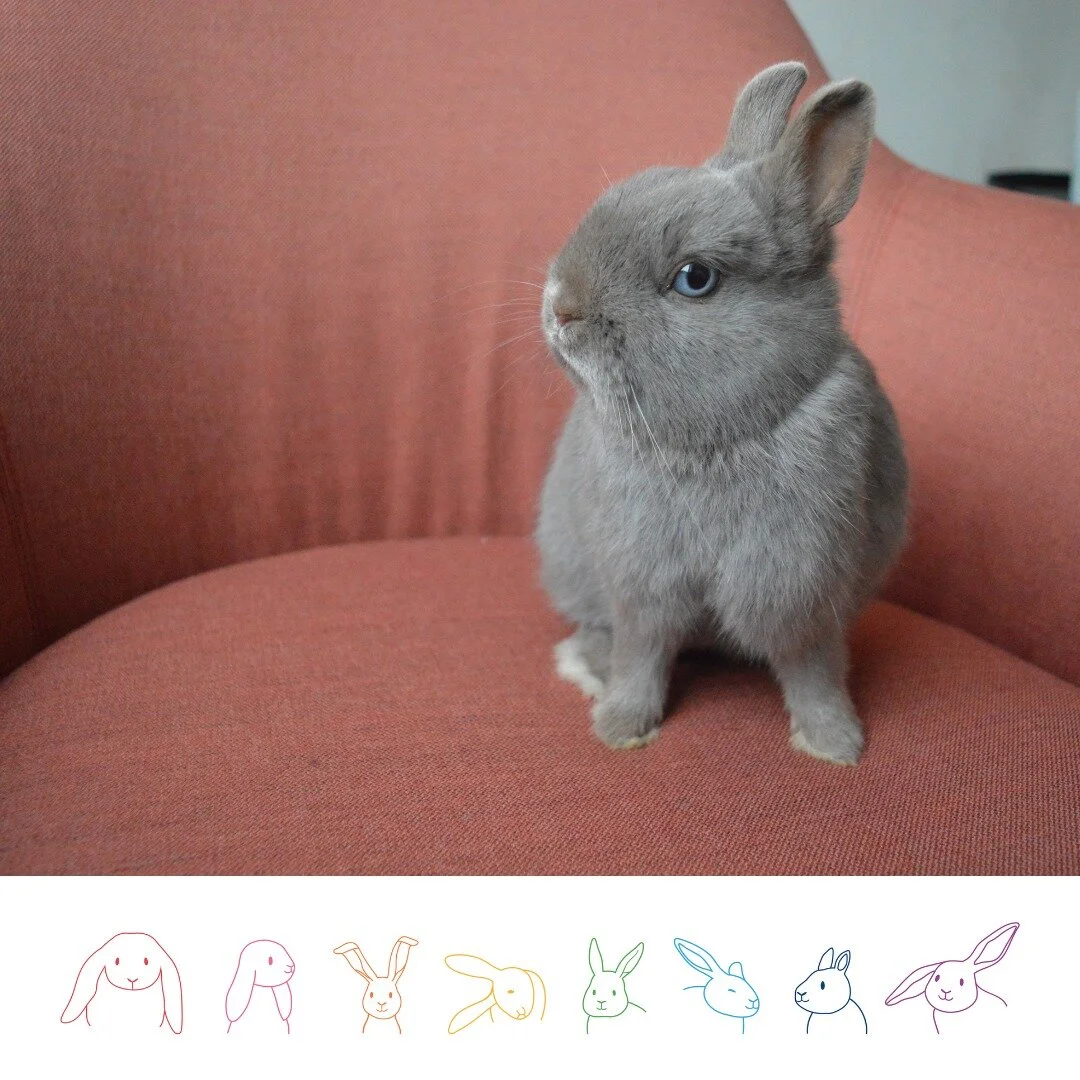 General 1 | The National Rabbit Festival