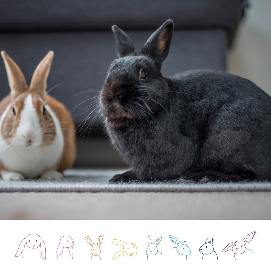 The fourth welfare need is all about companionship, for rabbits this means that all rabbits must live with a bonded companion (or more) of their own kind. This can be more difficult for some rabbits who struggle to communicate or have a traumatic pas