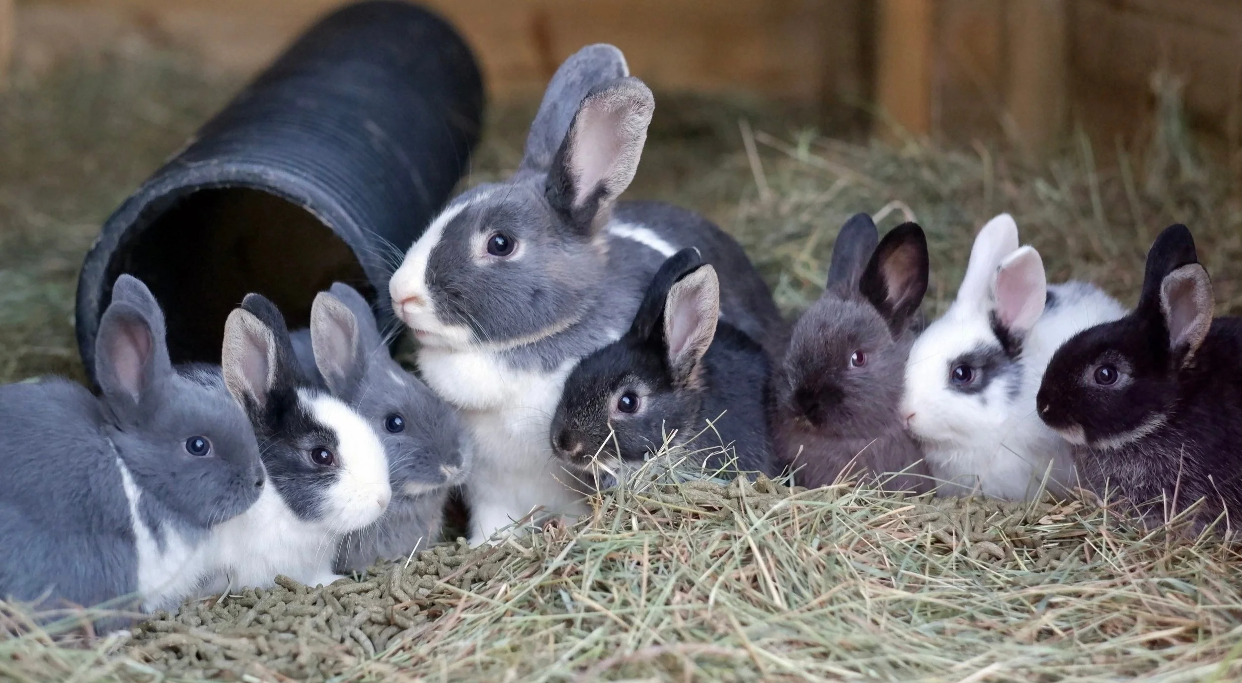 What's on? | The National Rabbit Festival