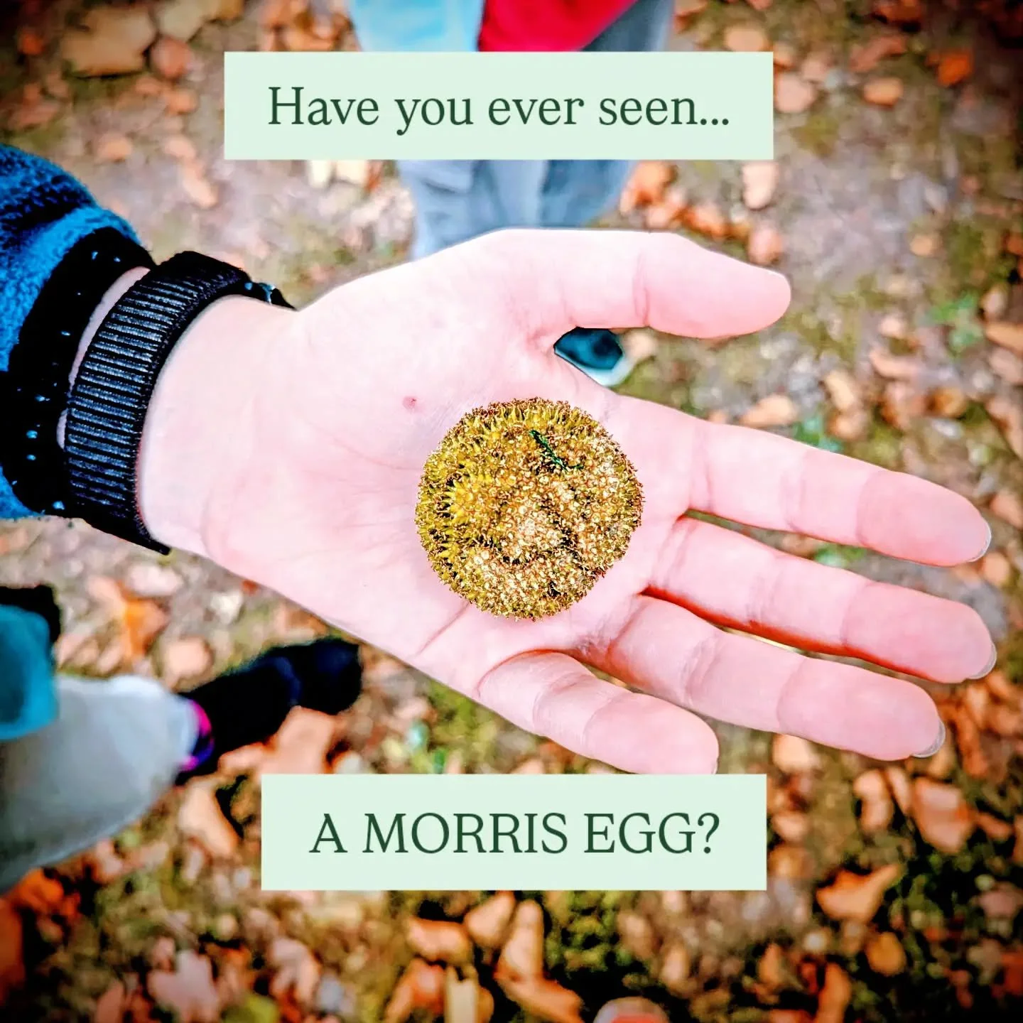 Once a year, when there's a Harvest Moon, magical trees drop Morris eggs in leafy glades where prancing fawns frolick with drunken satyrs. In the Spring, as blossom bursts forth, newborn lambs gambol and rabbits make merry in the verdant meadow, the 