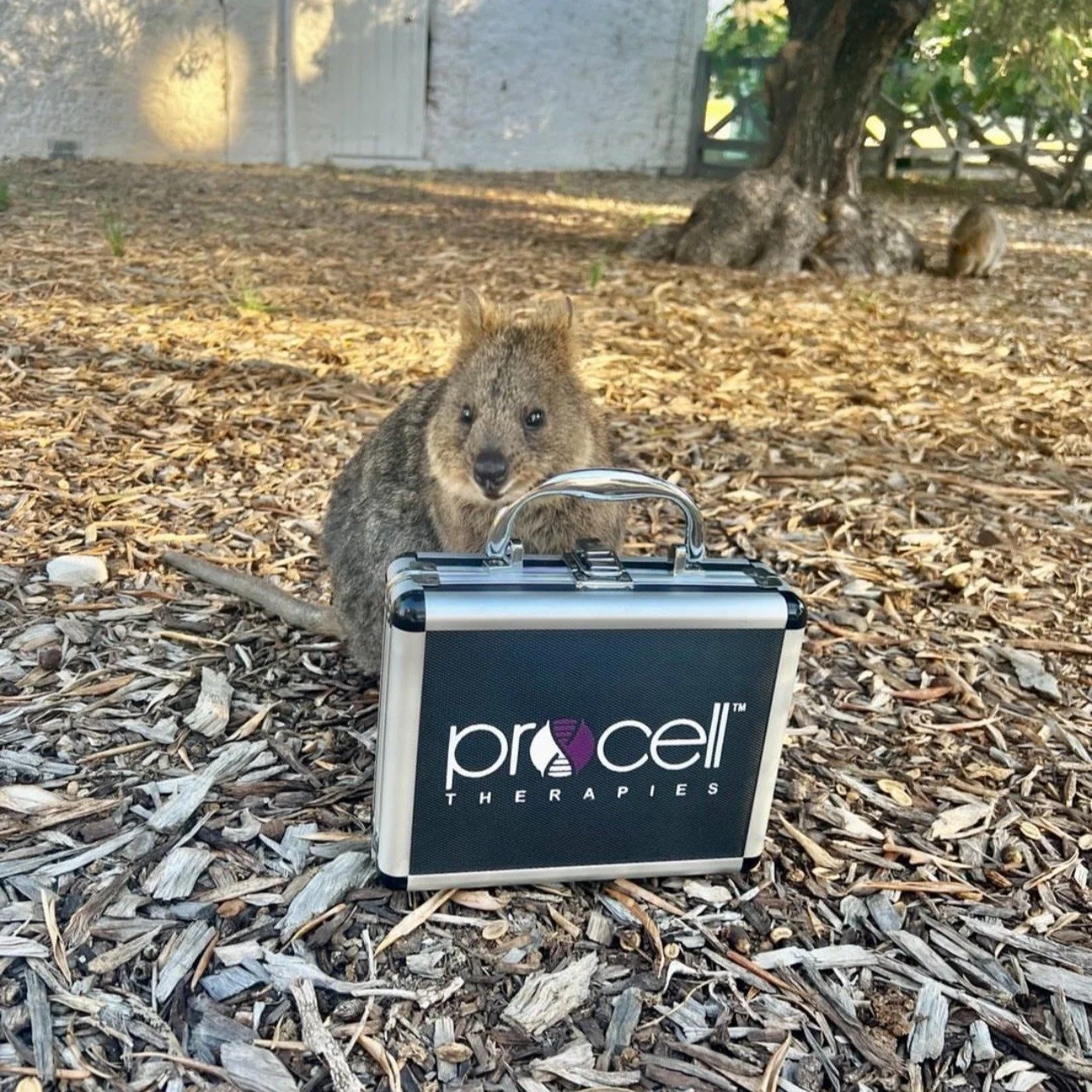 Curious about offering Procell in your clinic and based in Western Australia?
You are cordially invited to attend an information and demonstration session in conjunction with @circadia_aus at Osborne Park in Perth on Tuesday 21st October between 1:0