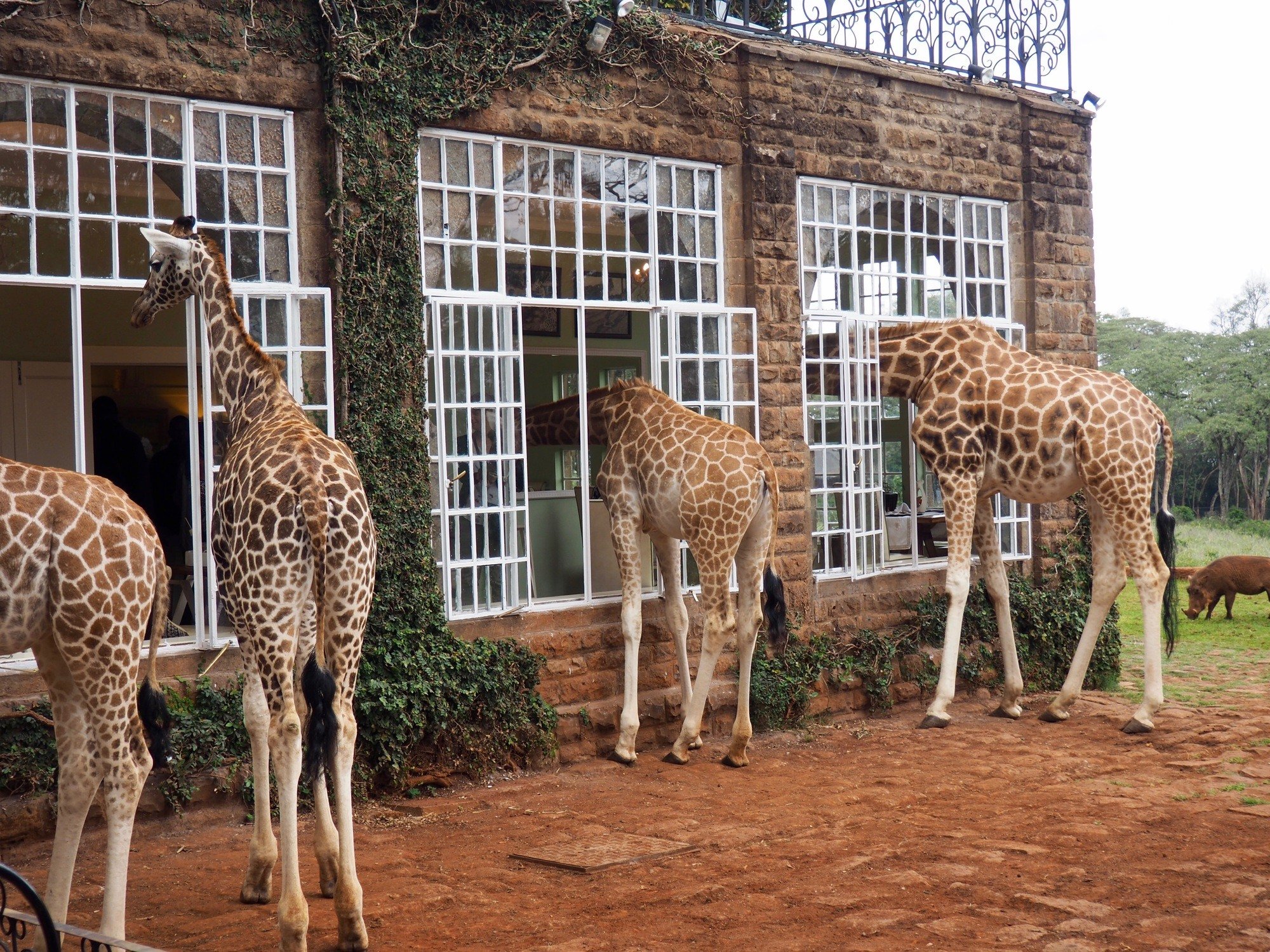 Giraffe-Manor-Nairobi-Kenya-143-of-143.jpg