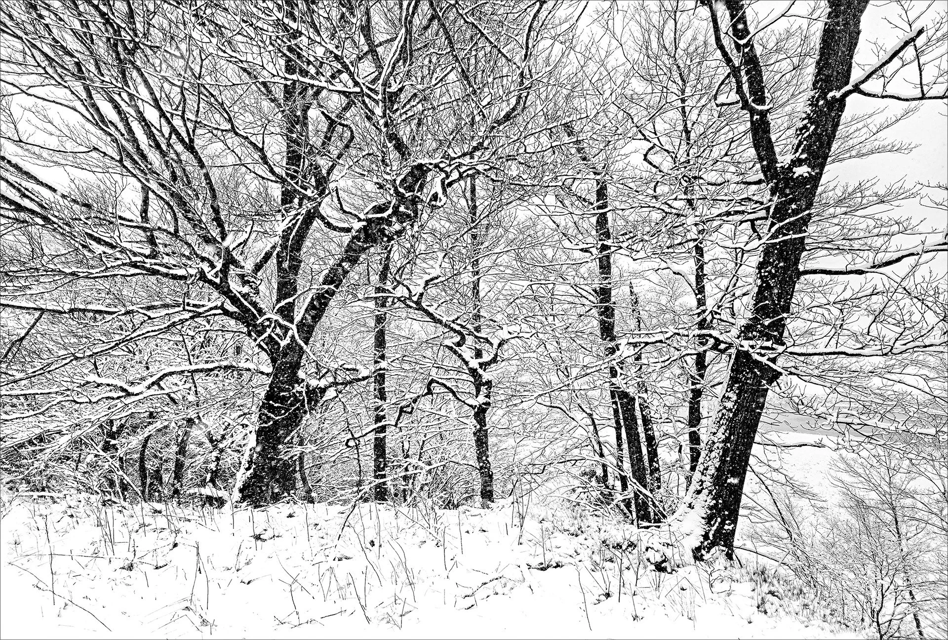 Bare Bones  (KS24_104220)