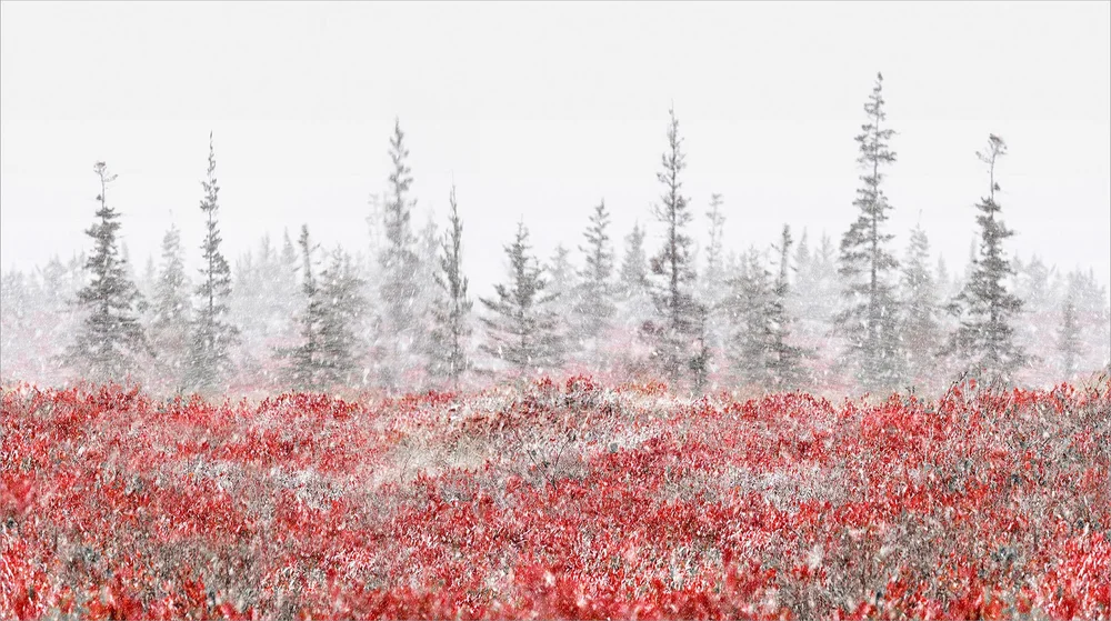 Trees — Kas Stone Photographic Art