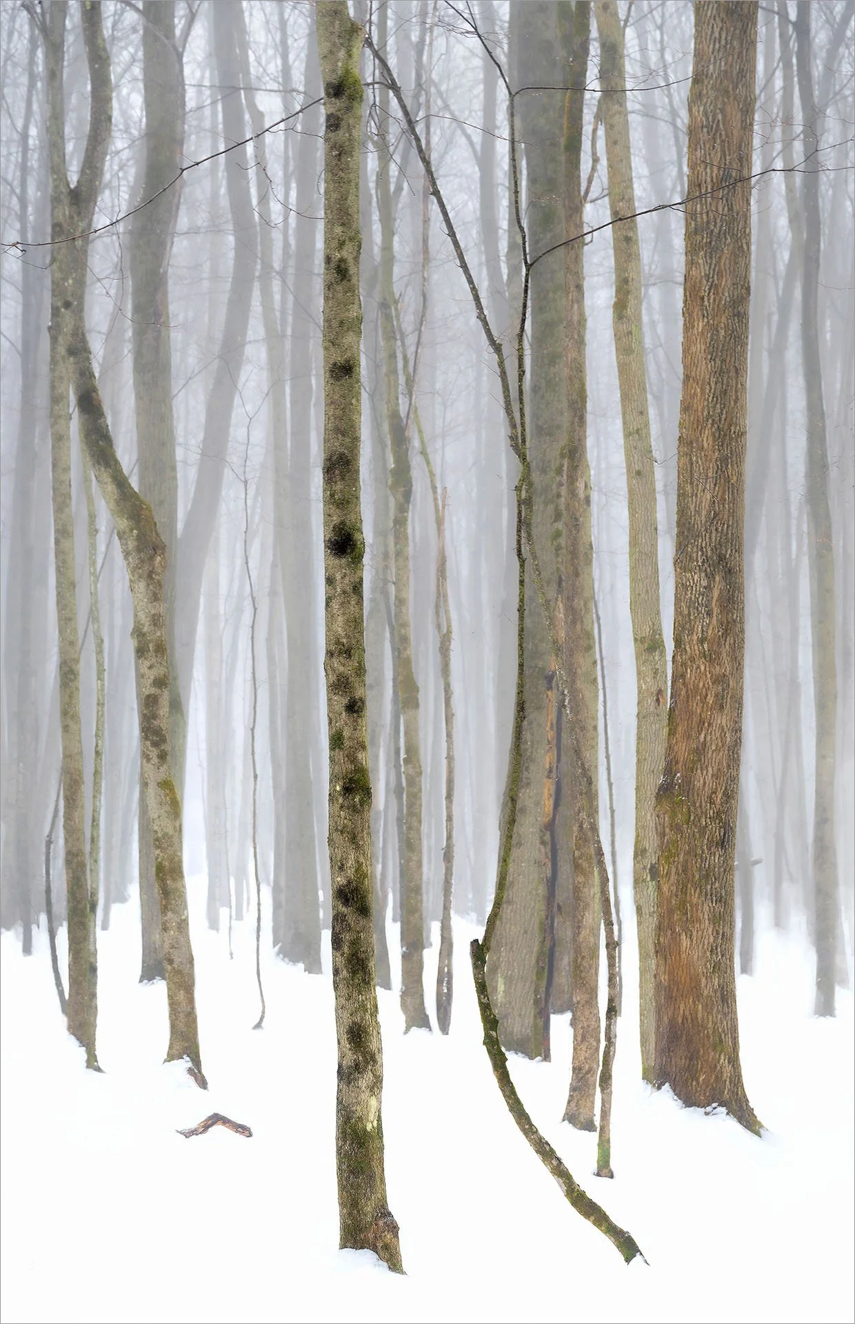 Trees — Kas Stone Photographic Art
