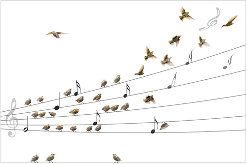 Bird Stories — Kas Stone Photographic Art