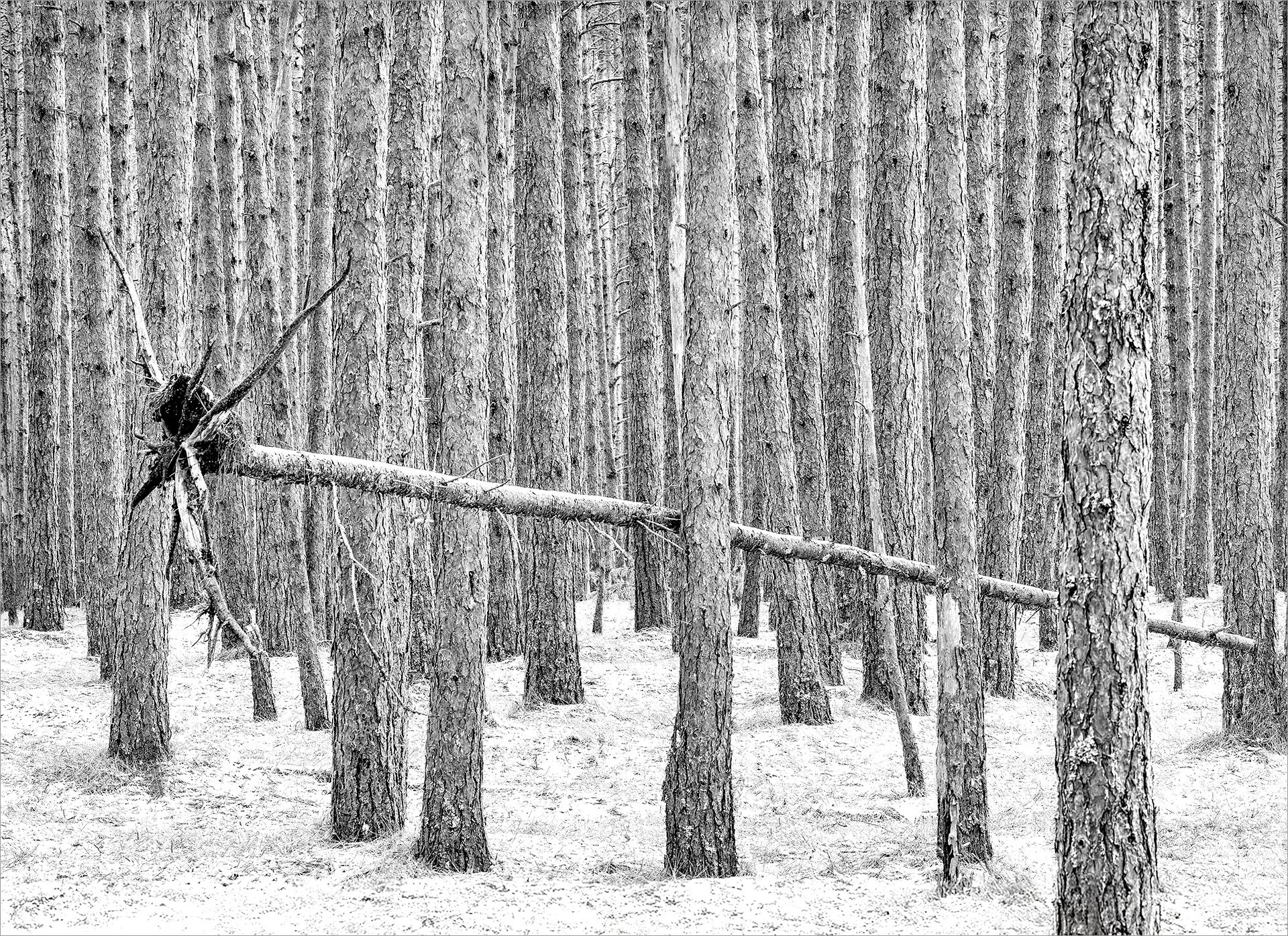 When a Tree Falls  (KSP02148)