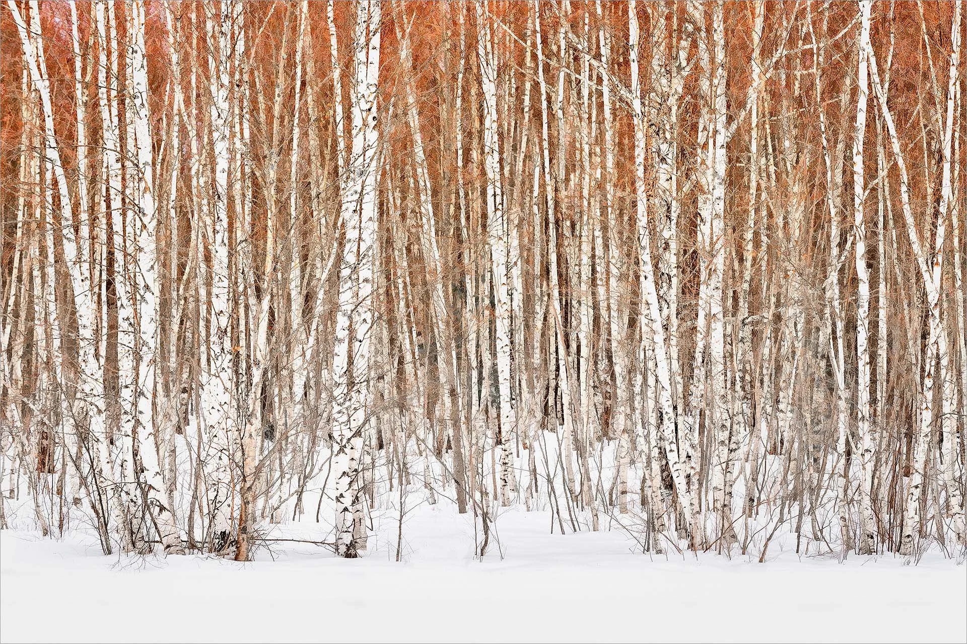 Into the Woods  (KBG18101)