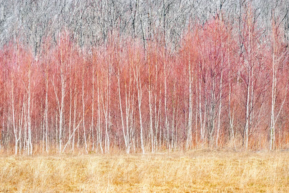 Trees — Kas Stone Photographic Art