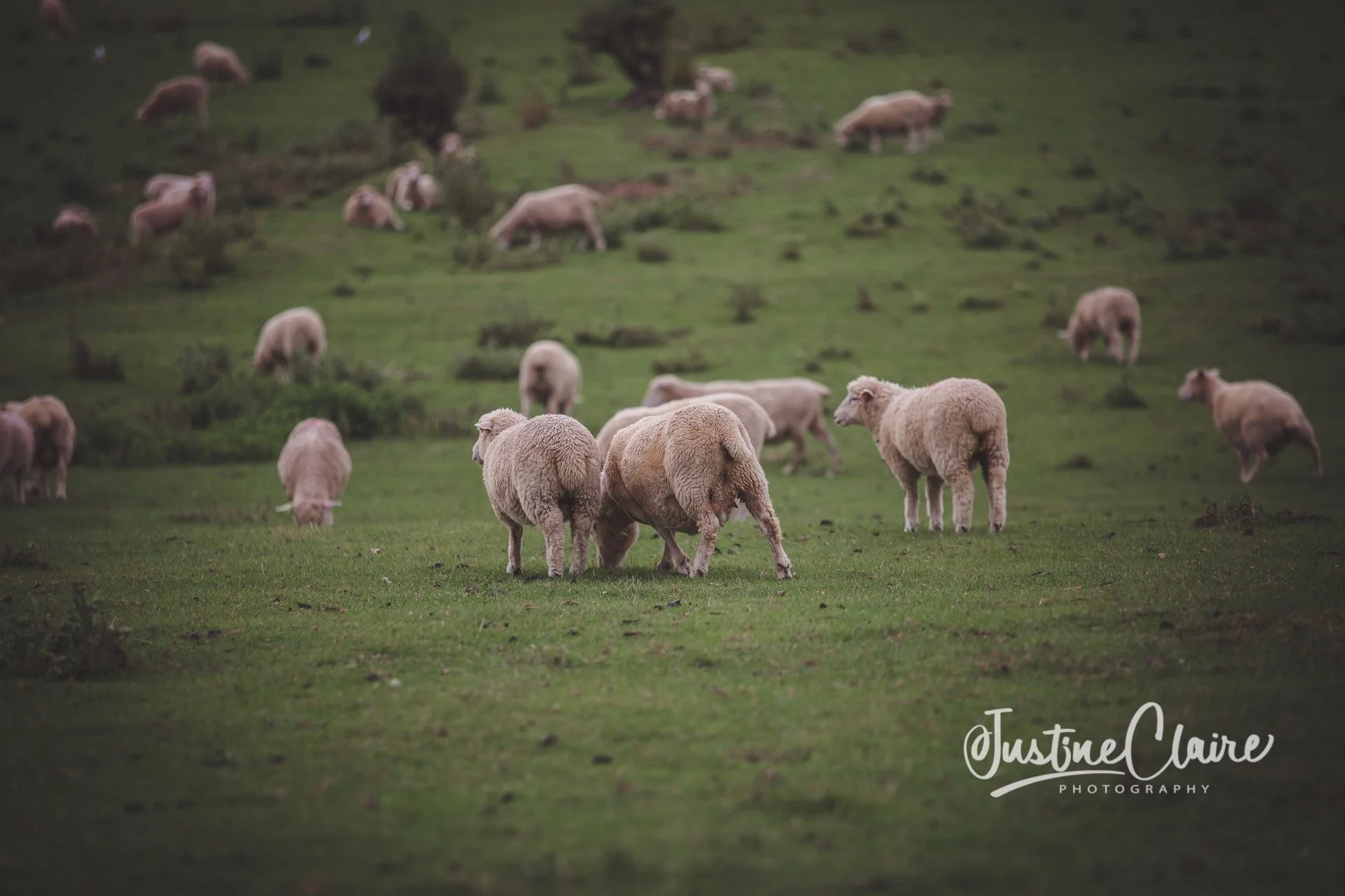 Group of sheep grazing on green hillside with trees farm wedding